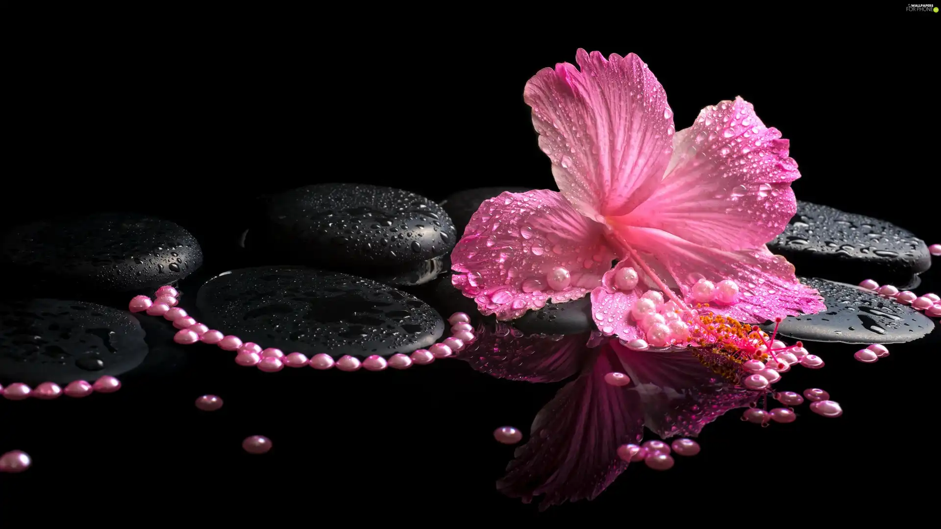 Pearl, Spa, hibiskus, Stones, Pink