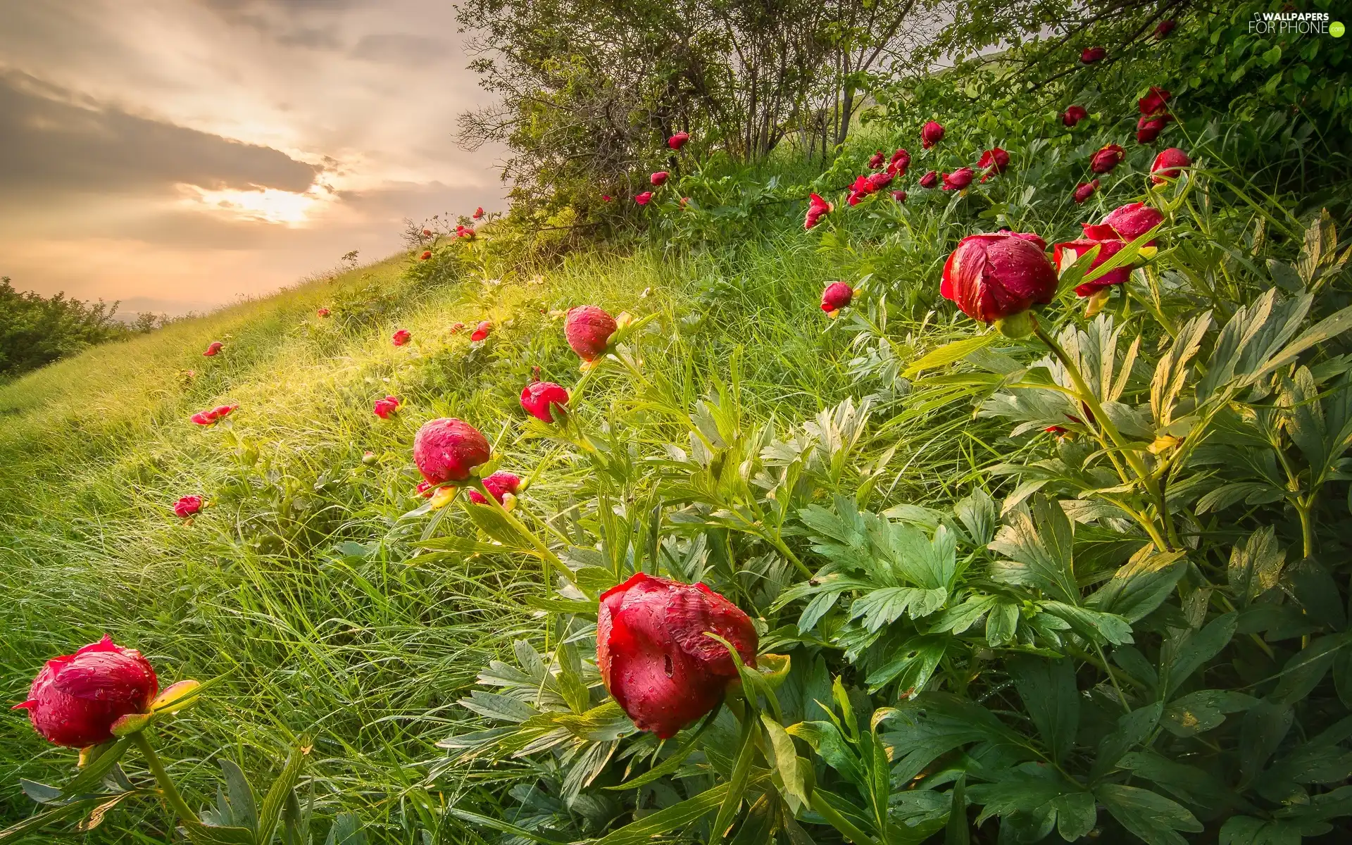 Flowers, slope, grass, peony