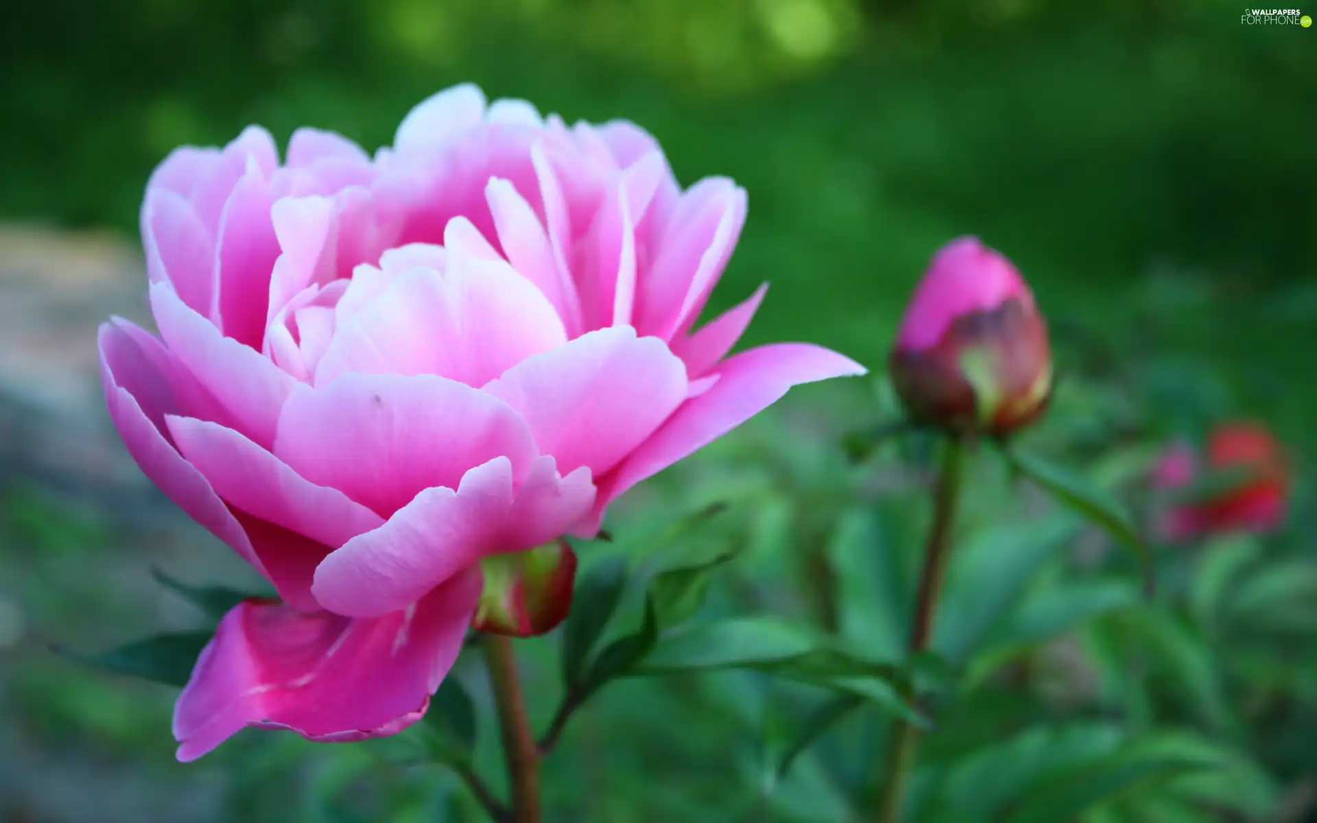 Pink, peony