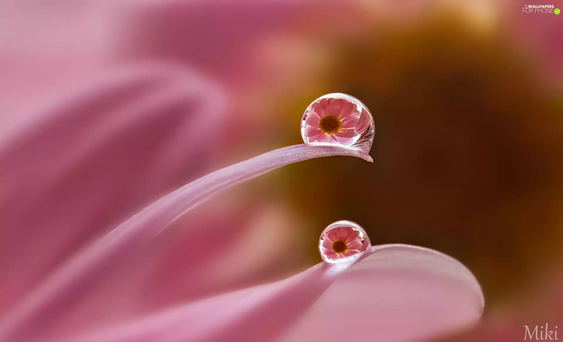 Pink, drop, Close, petal