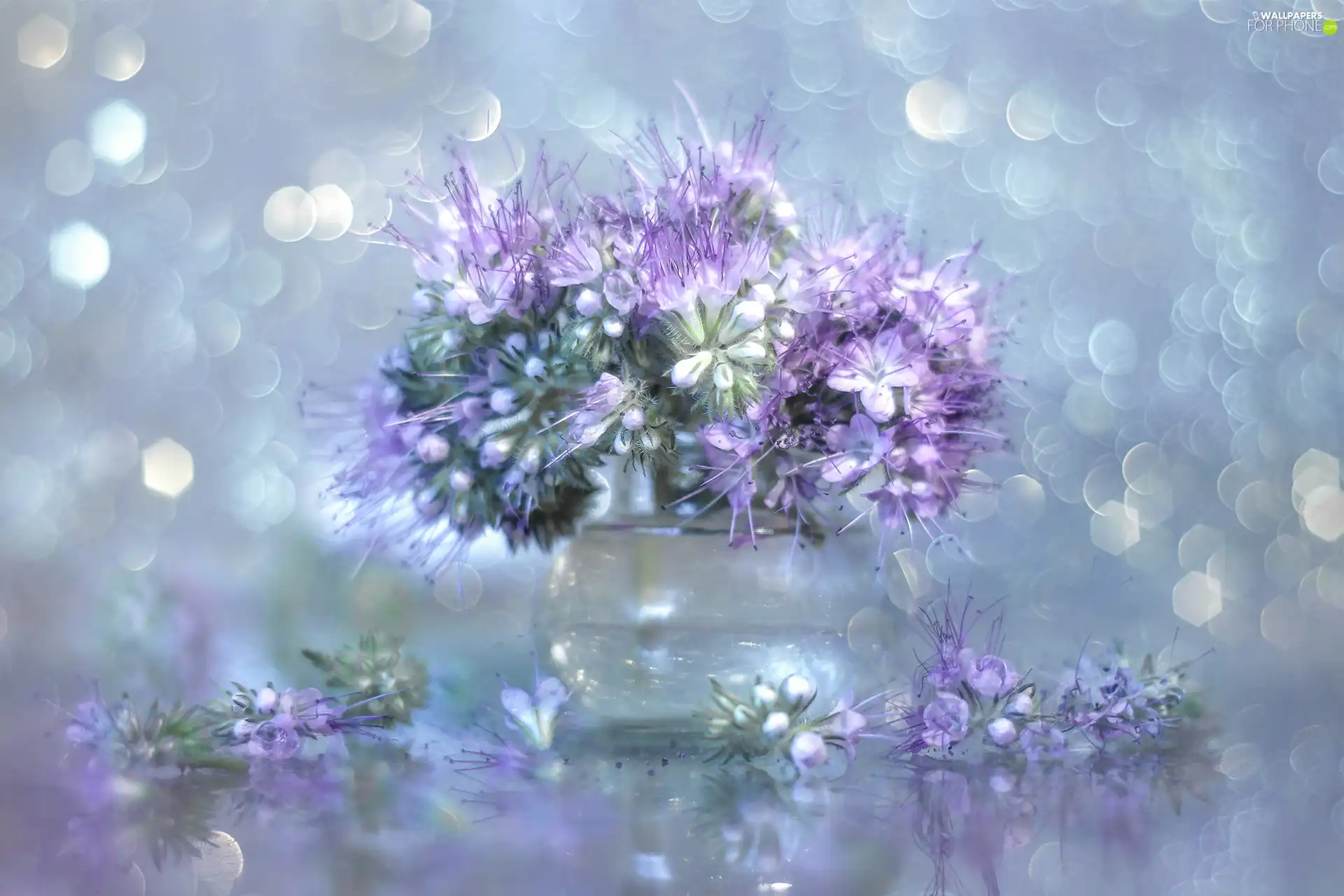 Lacy Phacelia, vase, Bokeh, Flowers