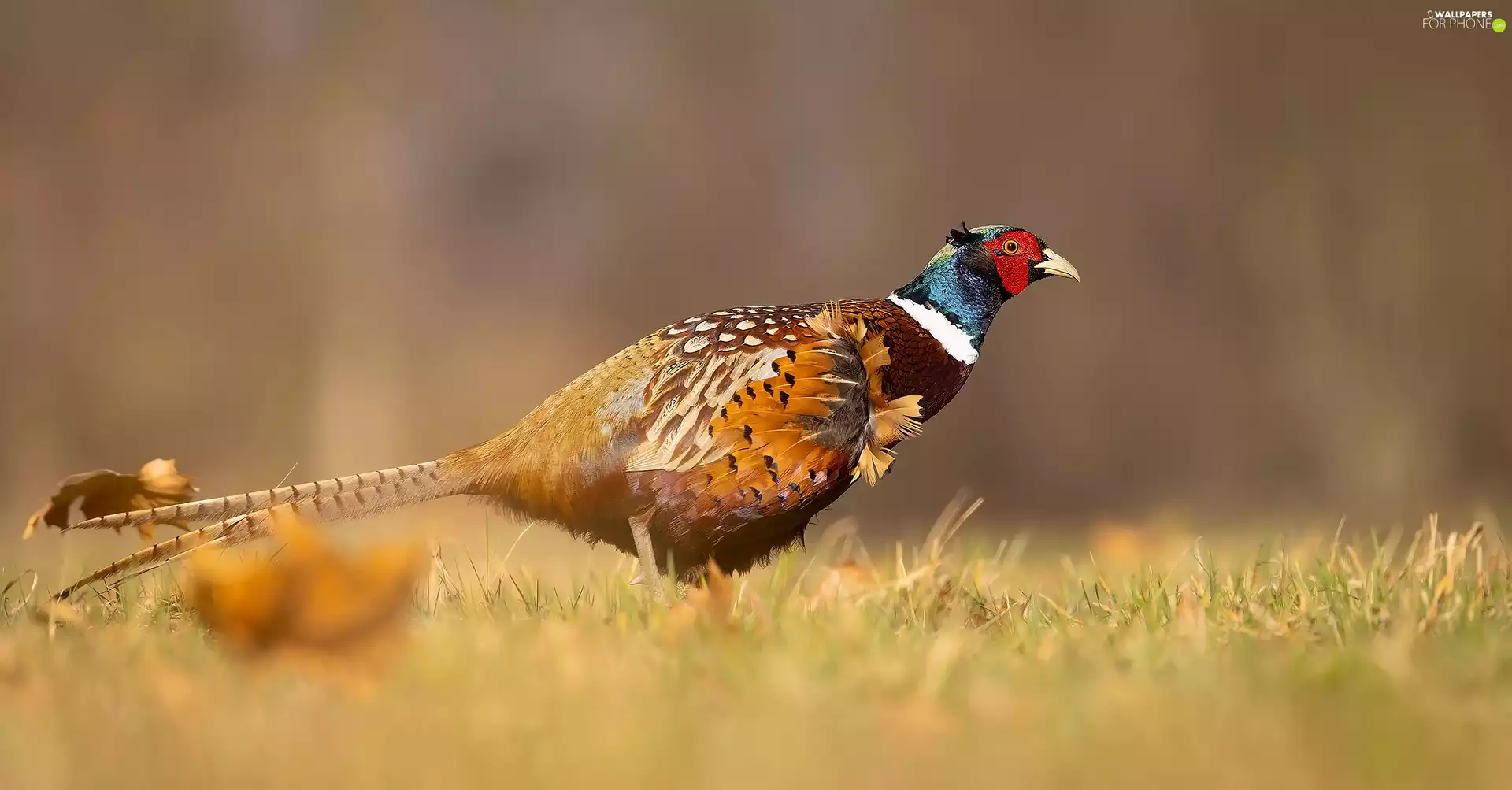 grass, Bird, Common Pheasant