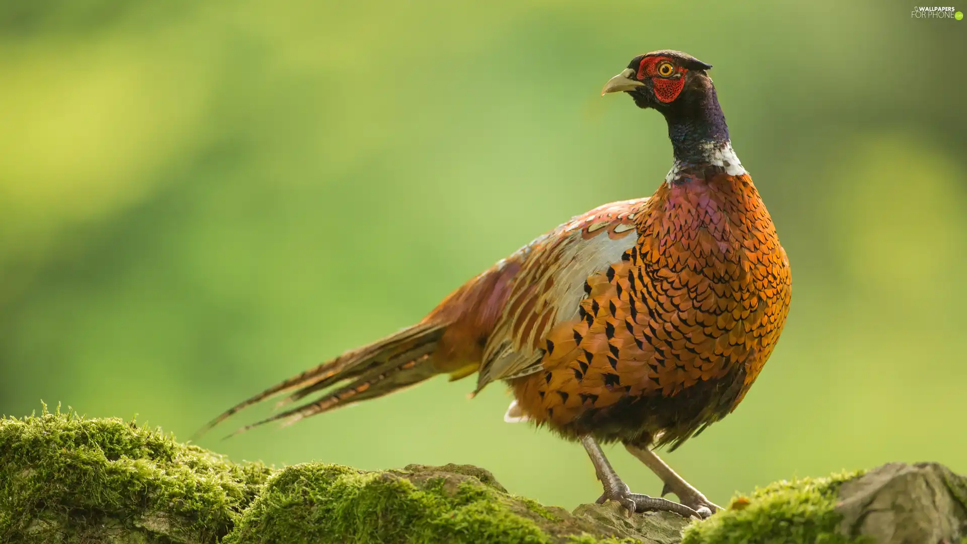 pheasant, Moss