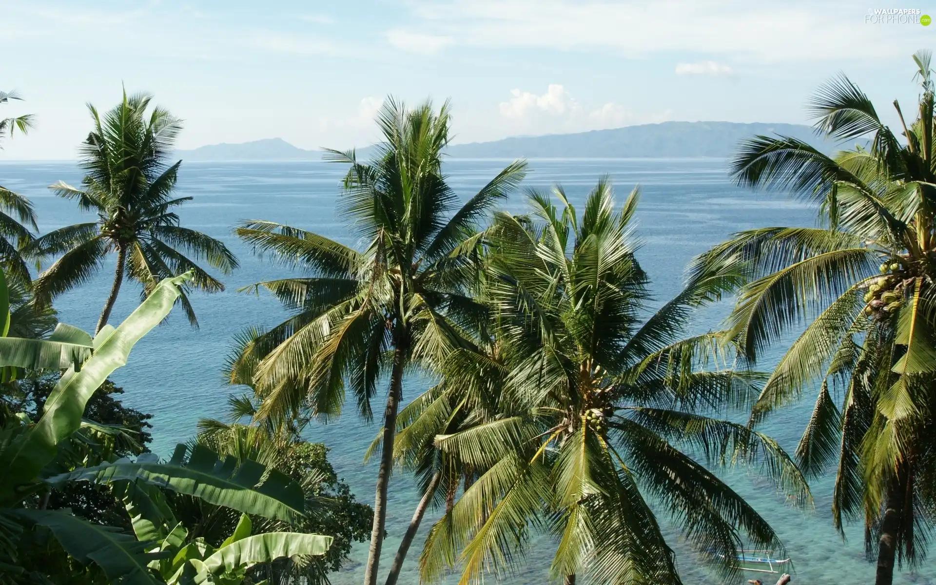 Philippines, Palms, Ocean