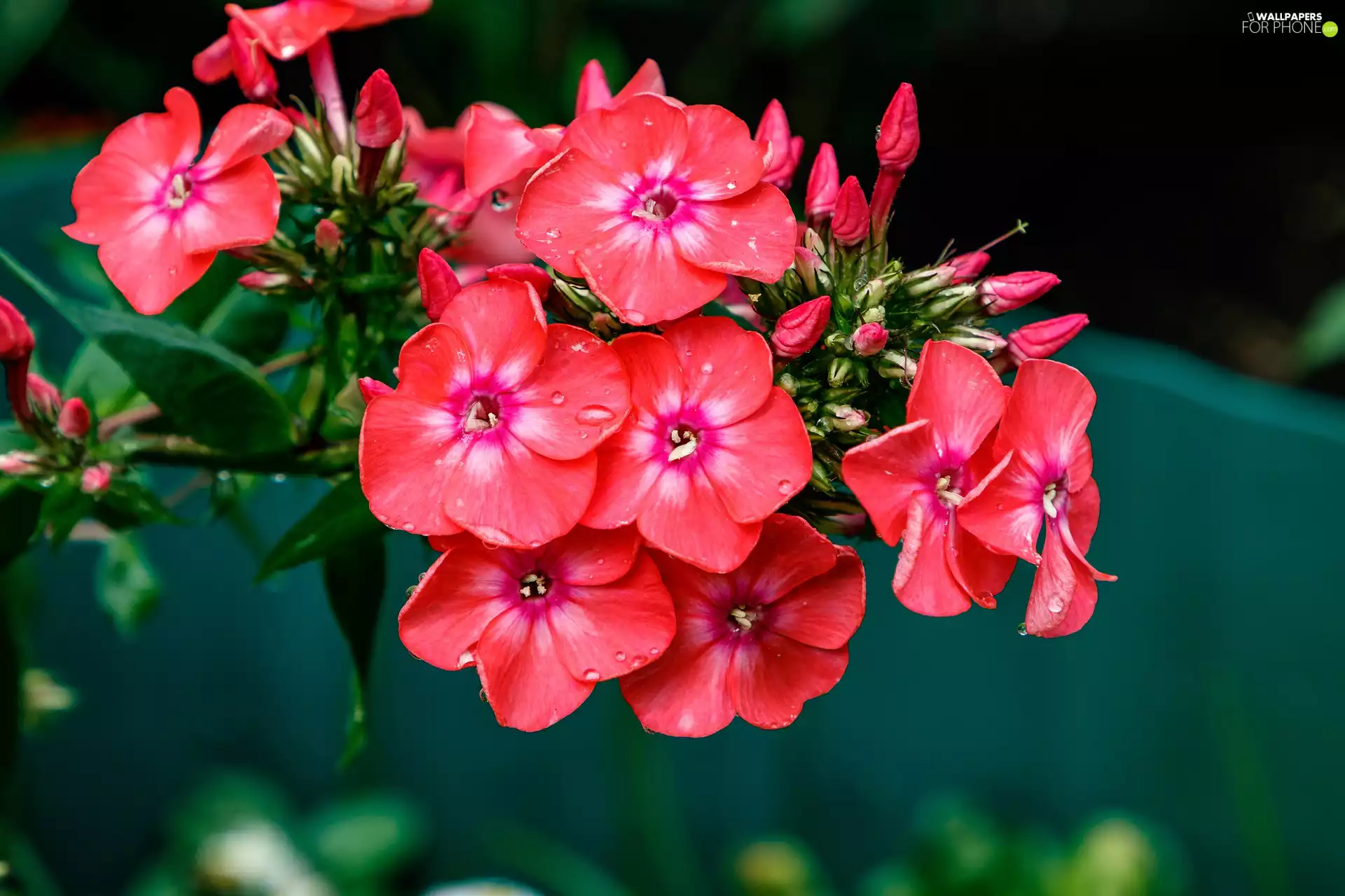 phlox, Flowers, Red