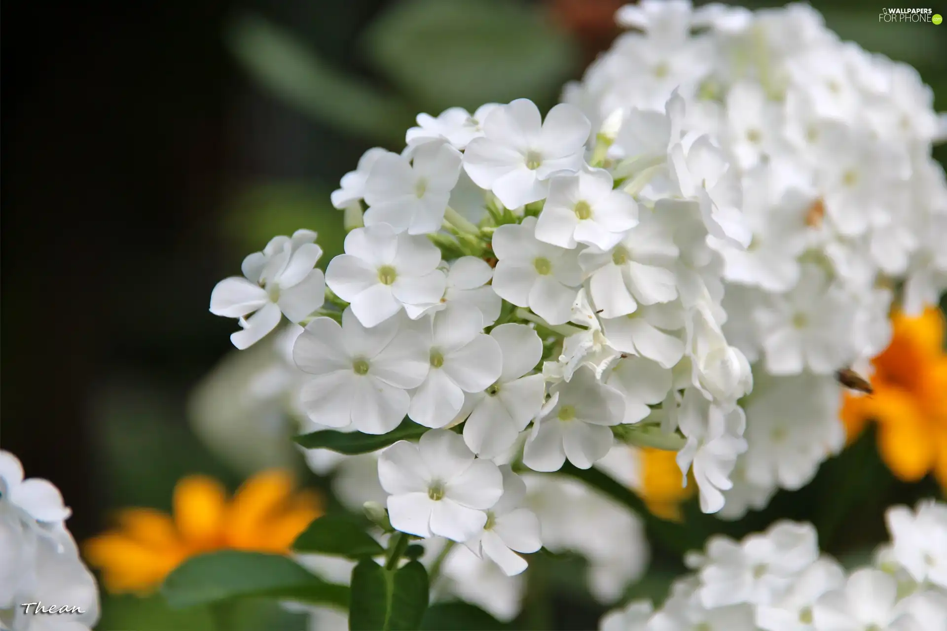 White, phlox