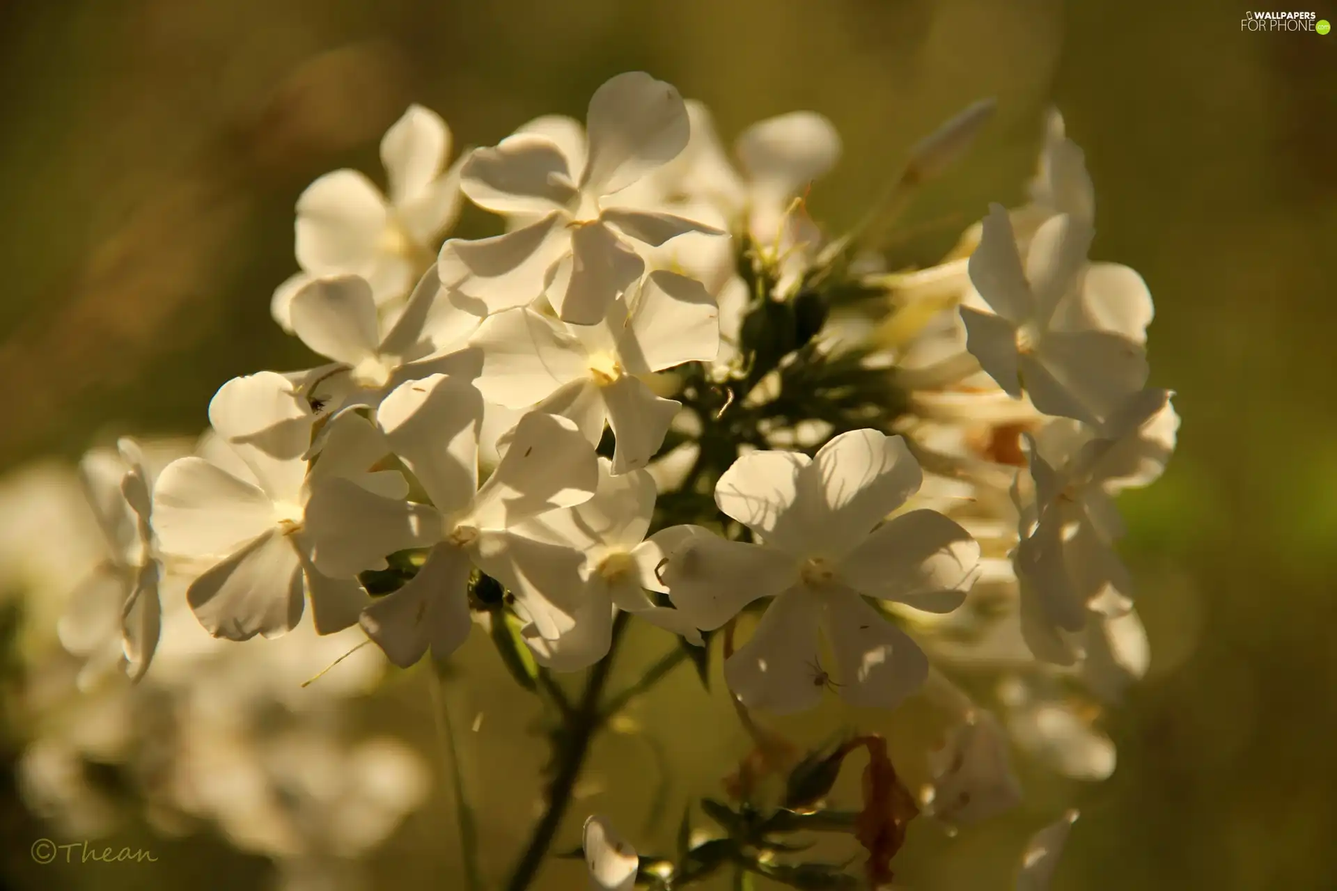 White, phlox