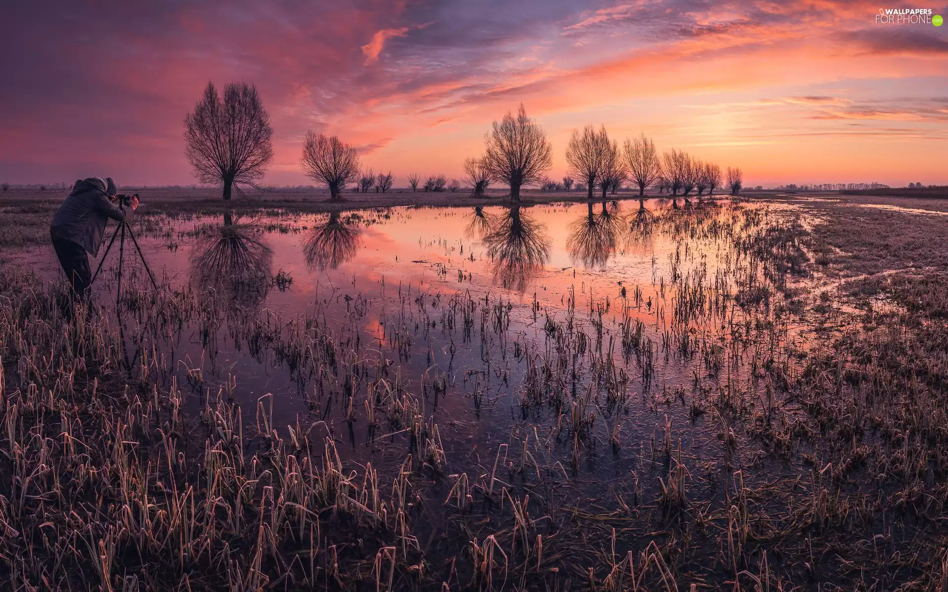 trees, pool, Human, rushes, Great Sunsets, viewes, photographer