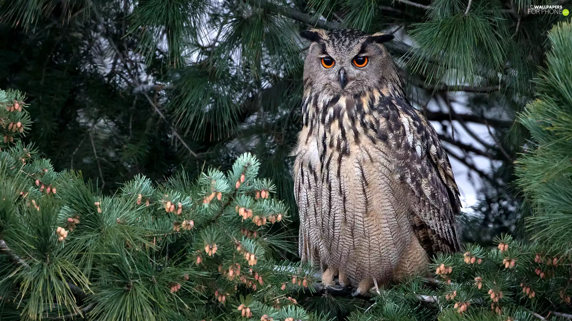owl, pine, branch pics, Eurasian Eagle-Owl