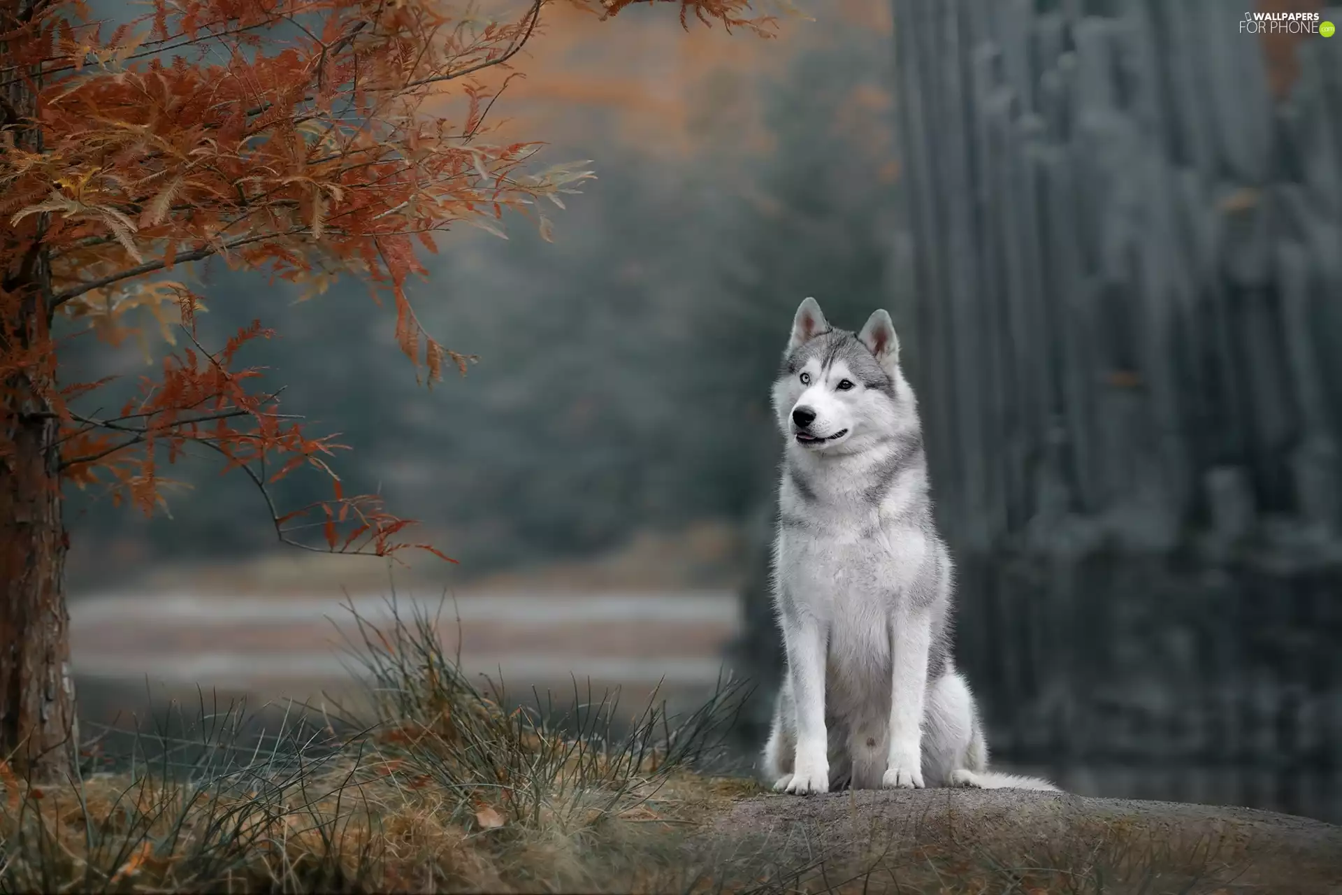 dog, trees, branch pics, Siberian Husky