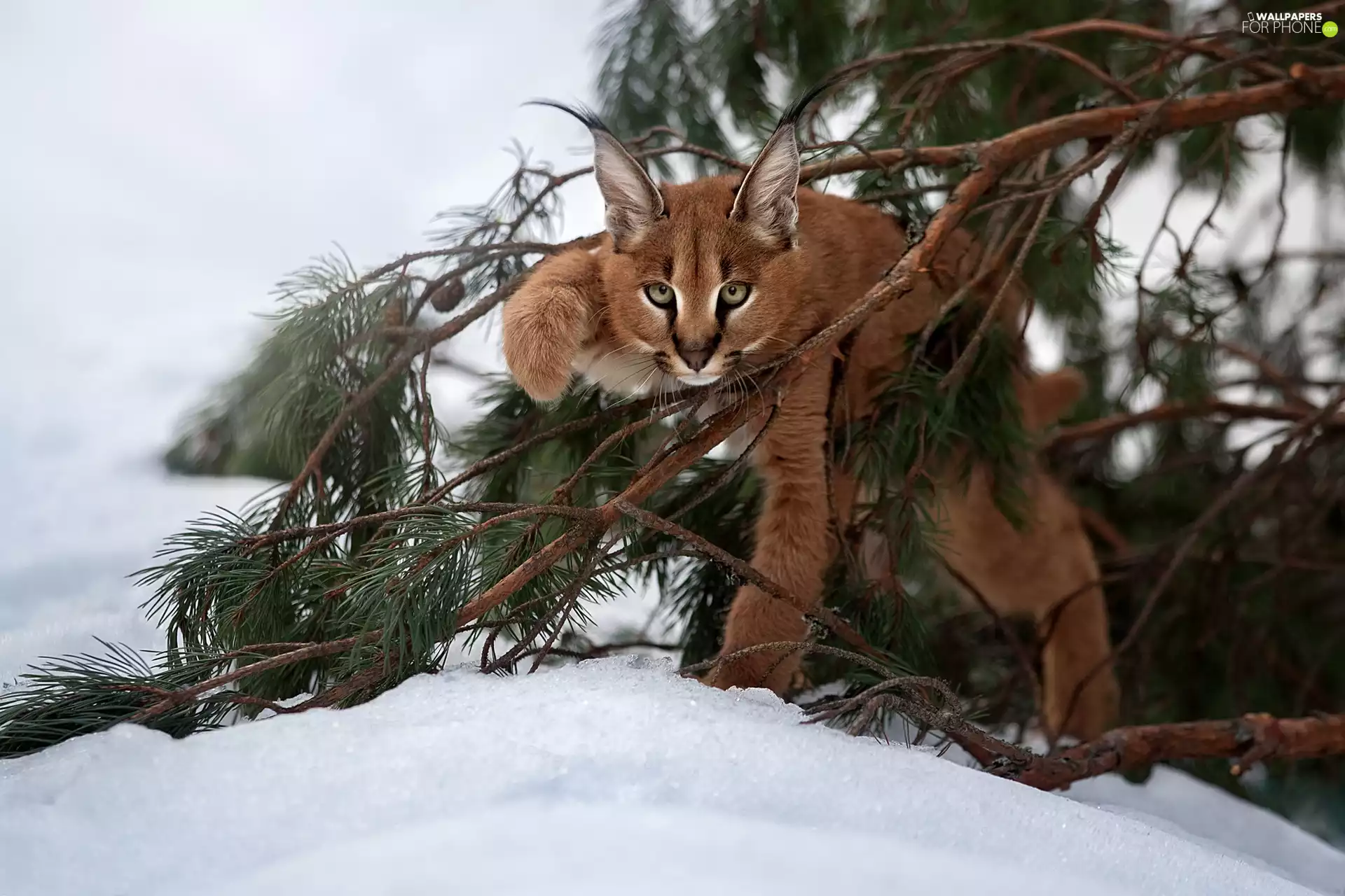 winter, Caracal, branch pics