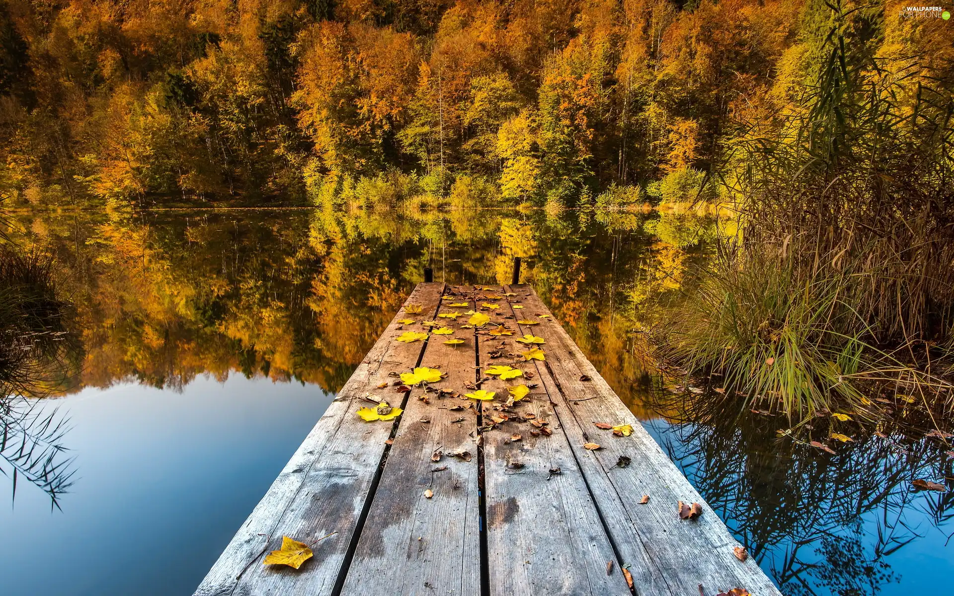 pier, Leaf, viewes, lake, trees