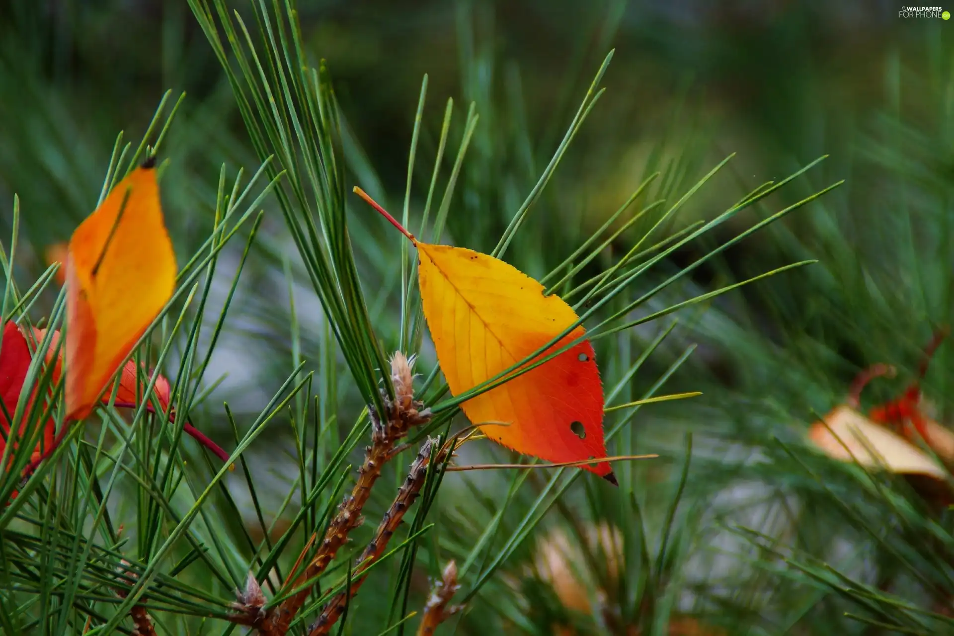 Autumn, needle, pine, leaves