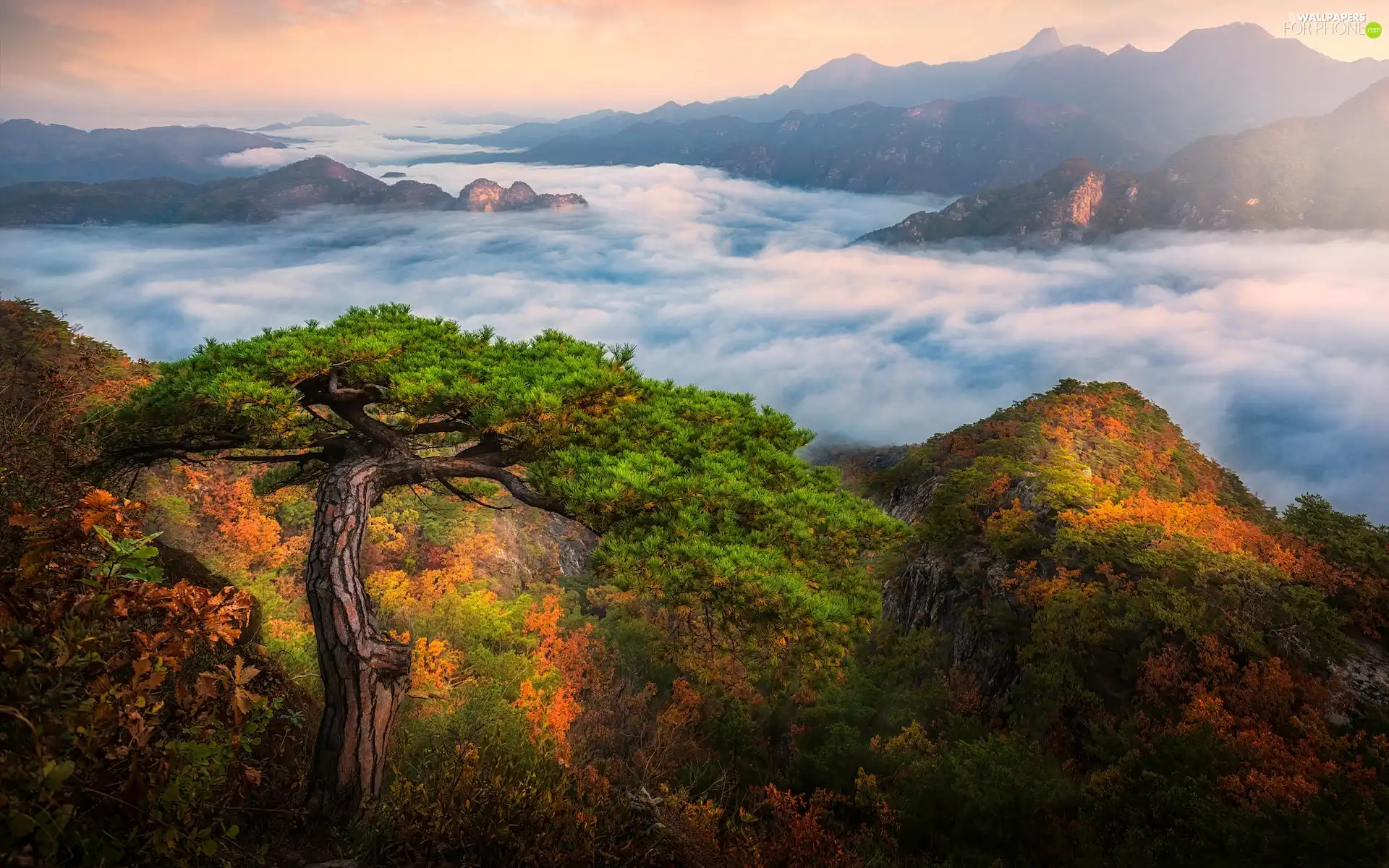 VEGETATION, pine, Fog, rocks, Mountains