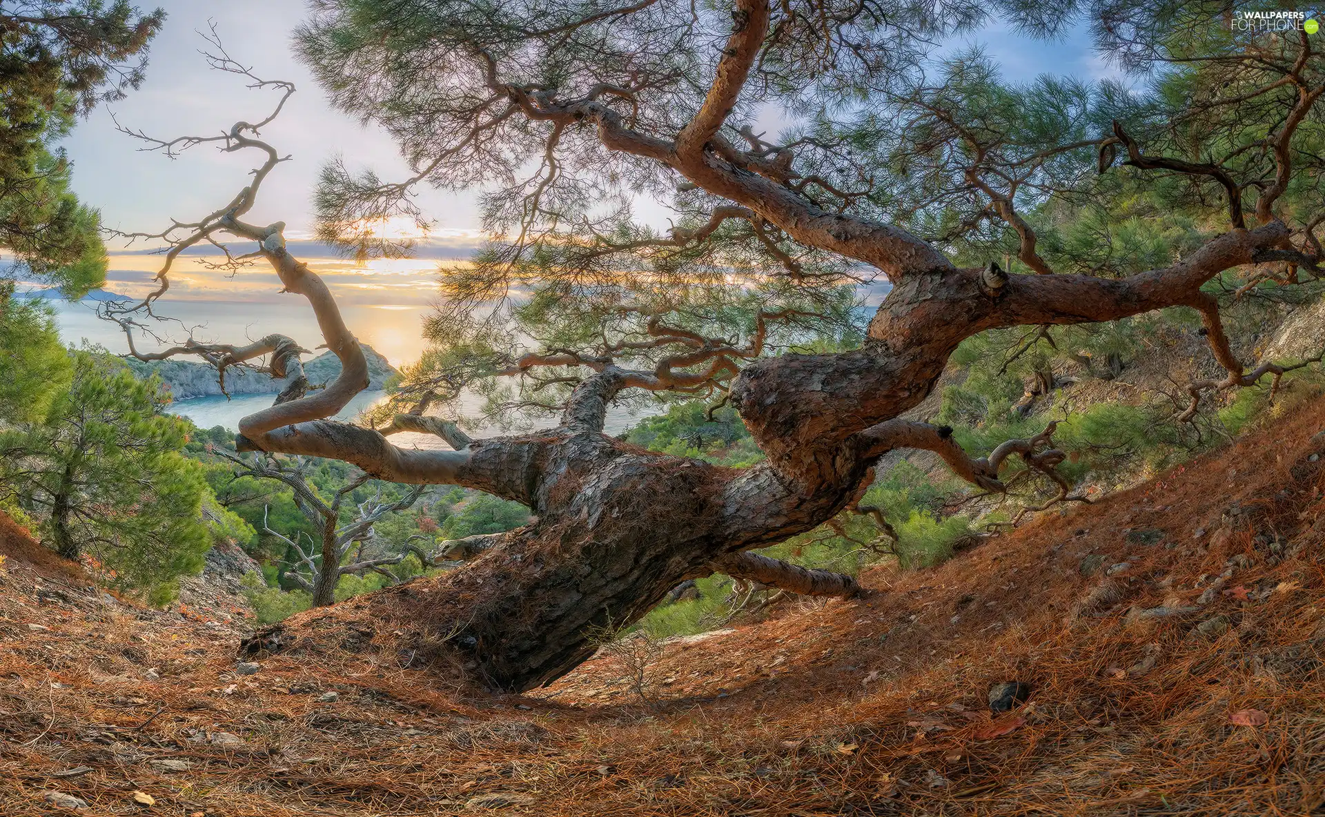 trees, Mountains, sea, pine