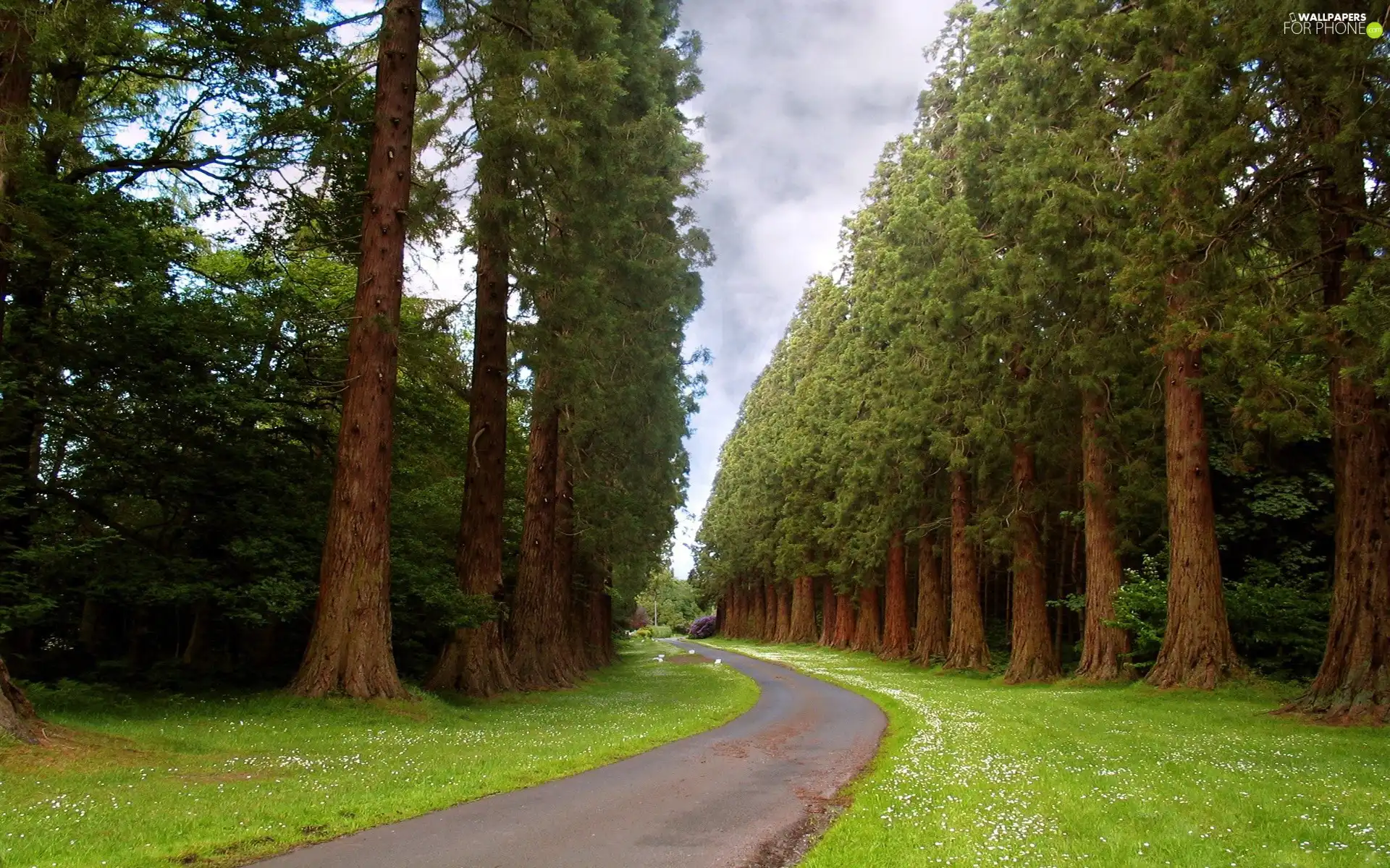 Way, large, pine, grass
