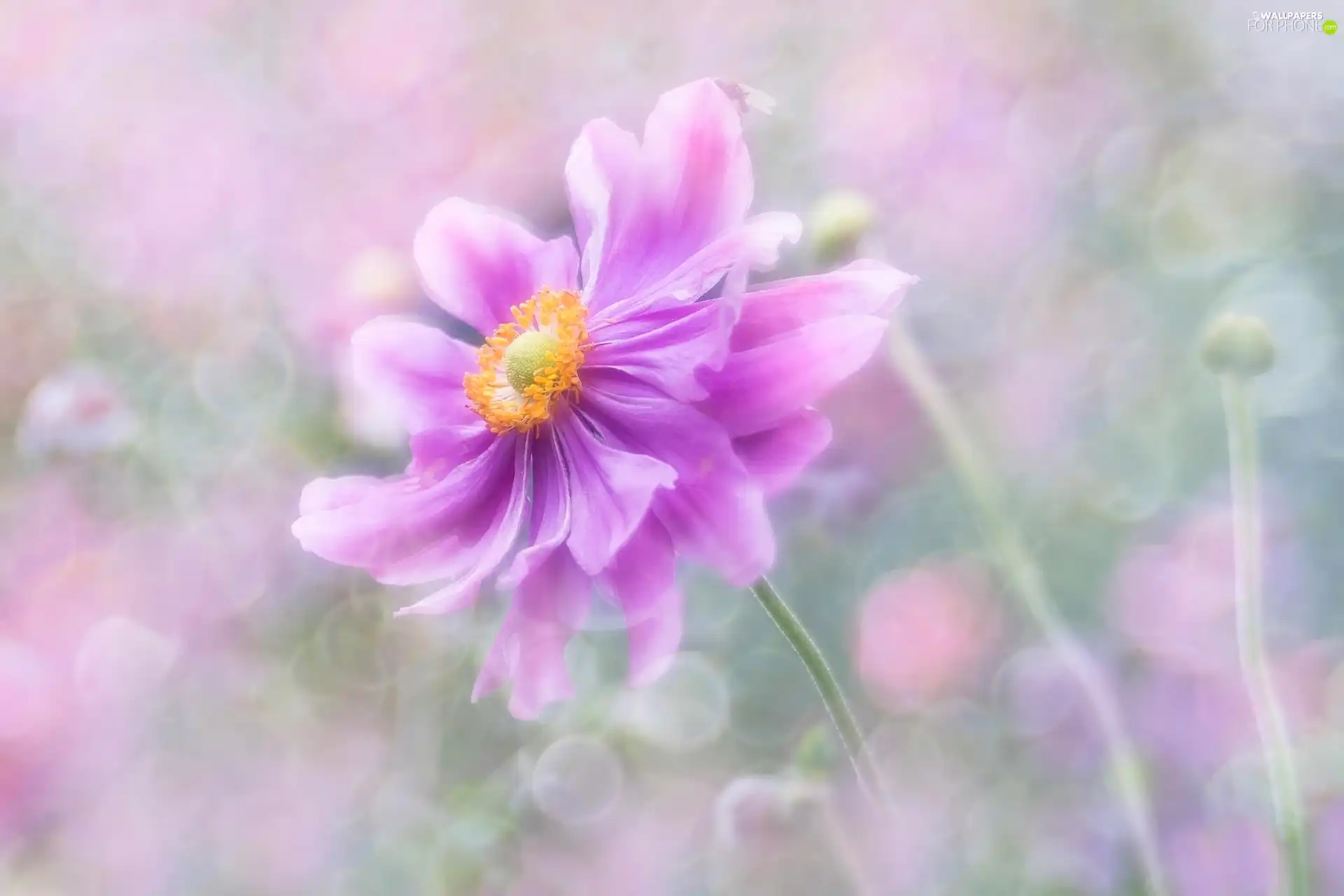 anemone, Colourfull Flowers, Pink