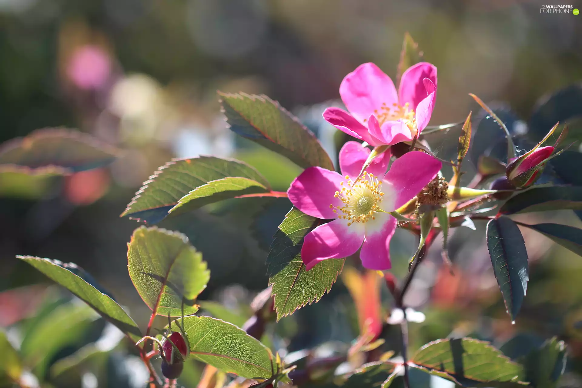 Briar, Flowers, Bush, Pink