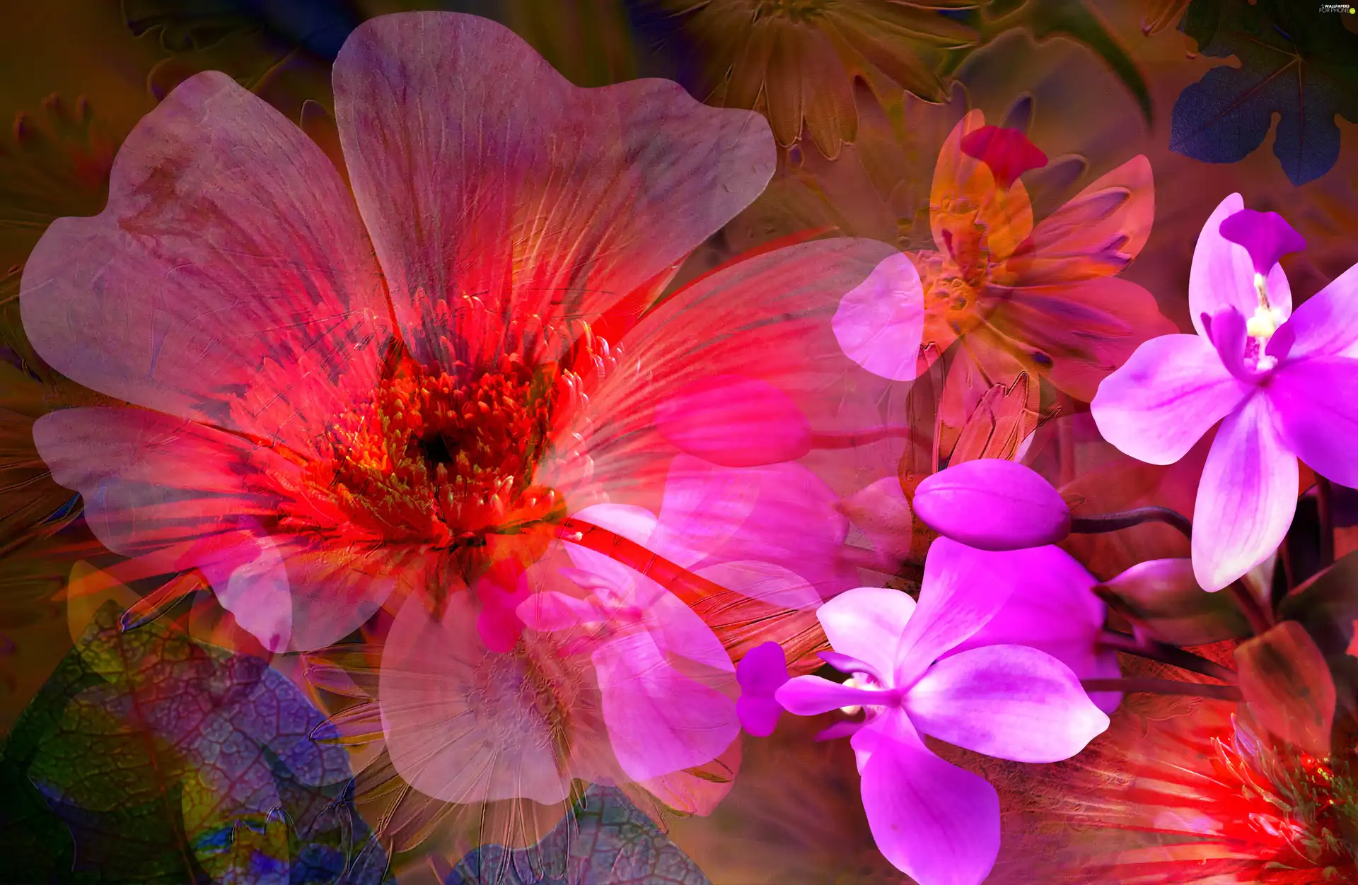 pink, Flowers, colors