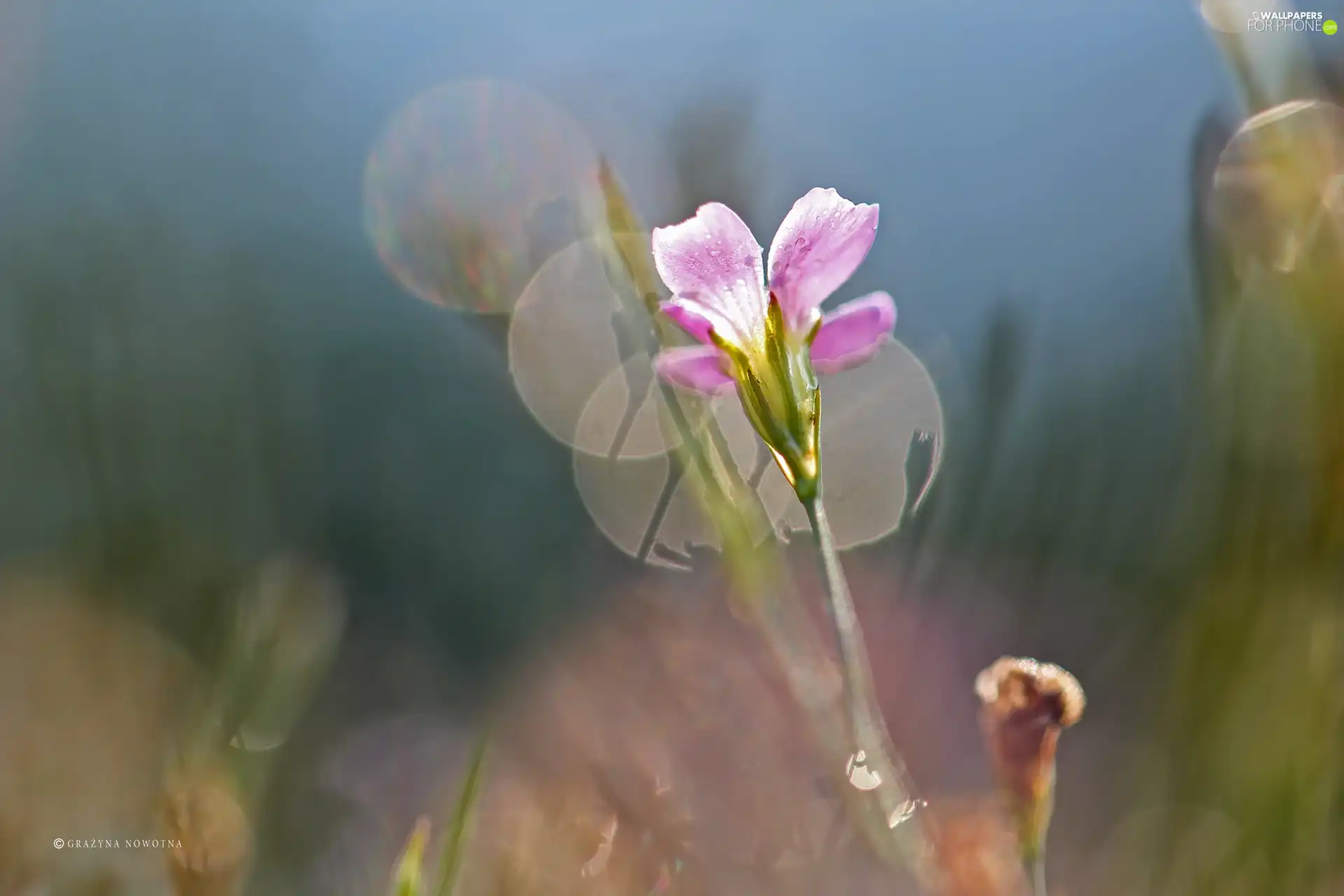 Bokeh, Colourfull Flowers, Pink