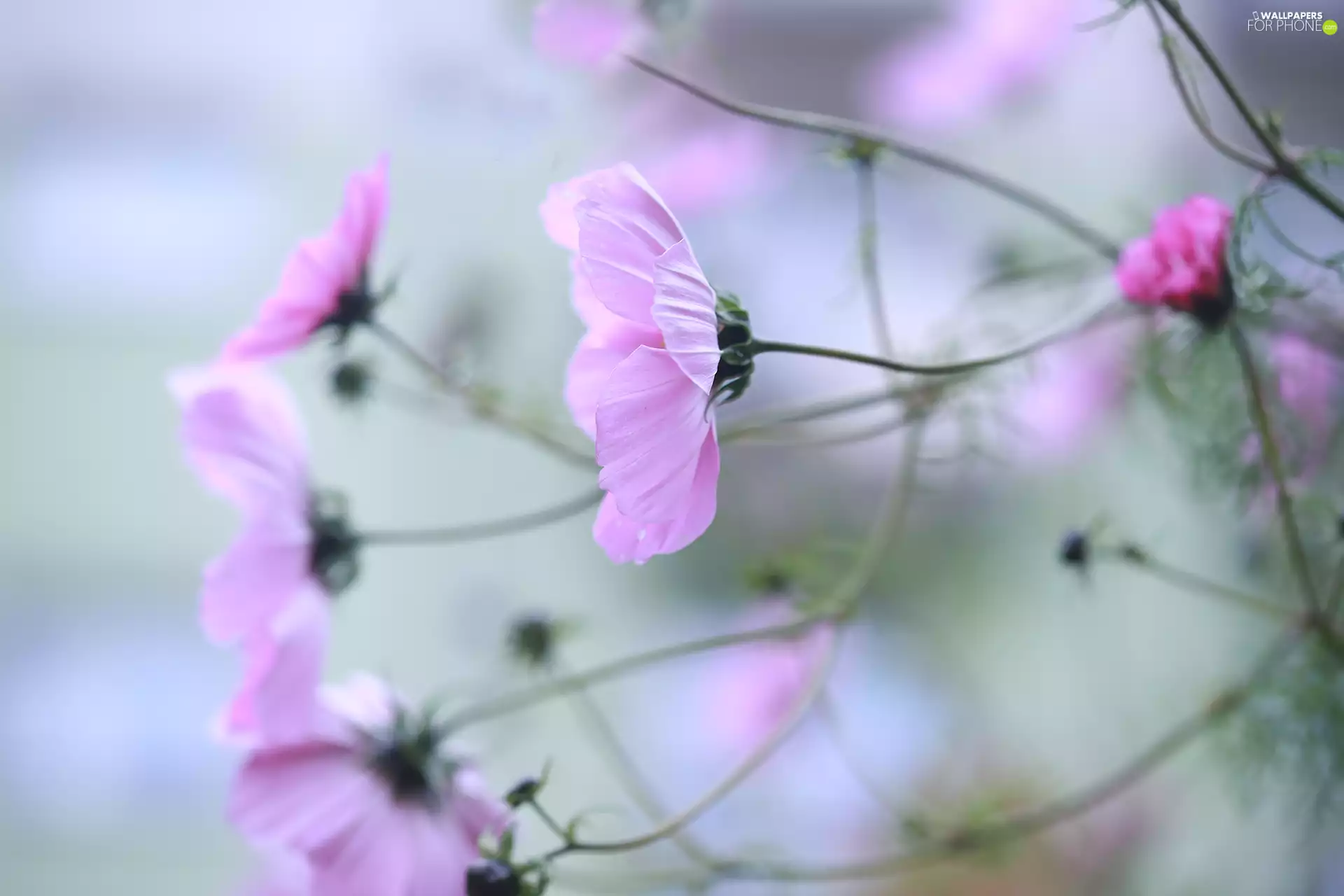 Cosmos, Flowers, rapprochement, Pink