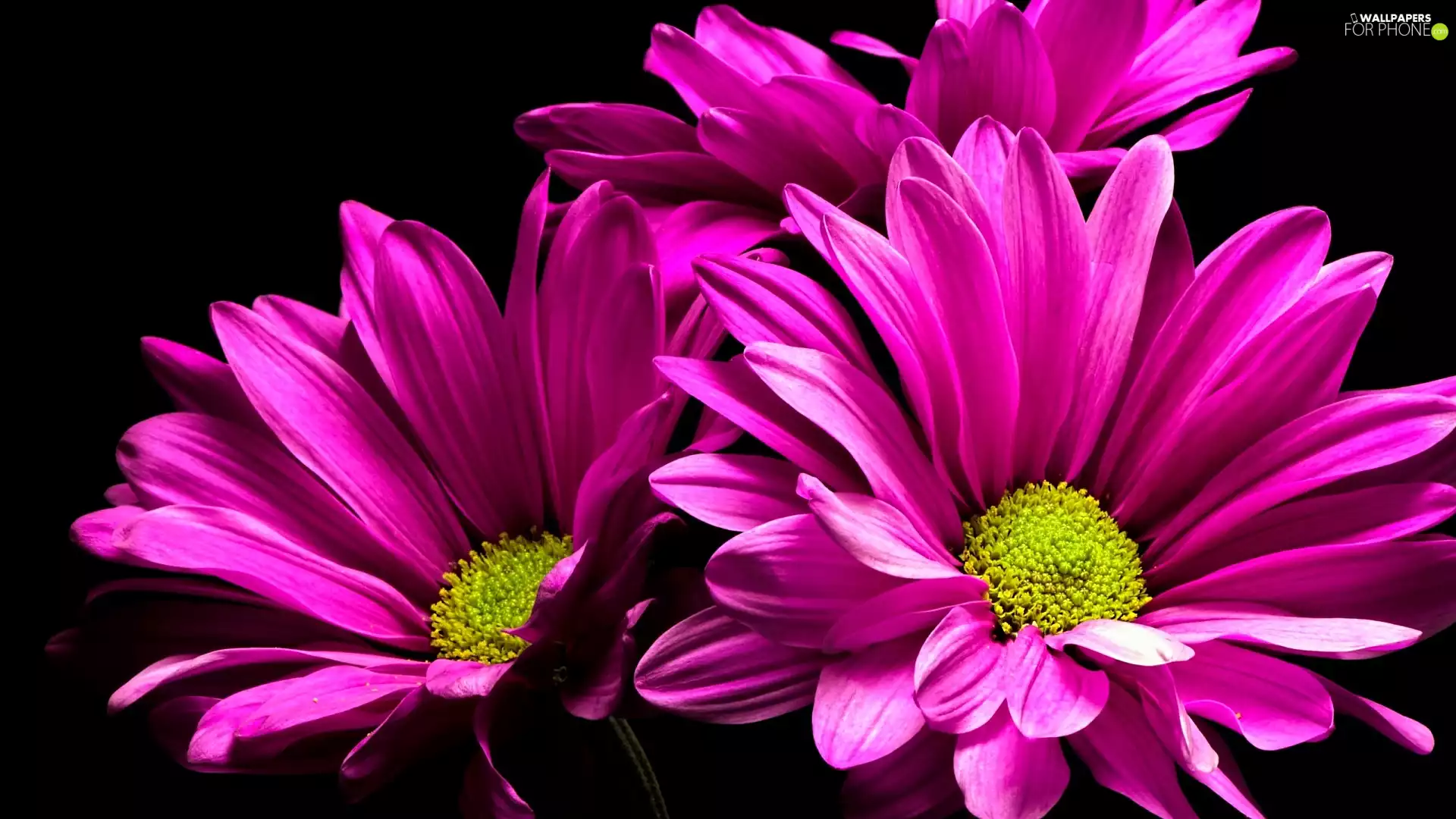 Flowers, Pink, Dark Background, Chrysanthemums