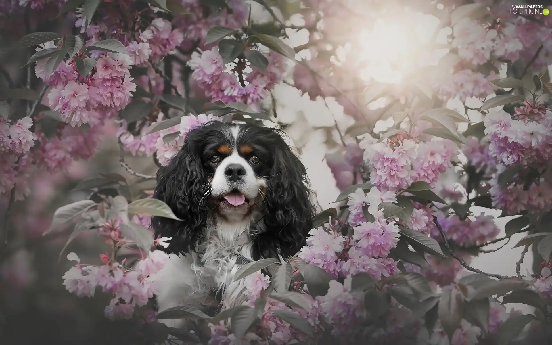 Flowers, Cavalier King Charles spaniel, cherry, Pink, dog, Fruit Tree, Twigs