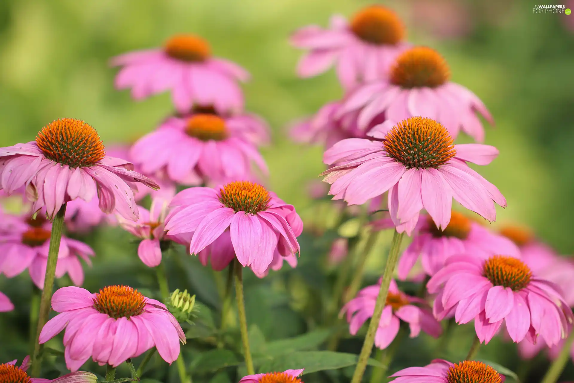 echinacea, Flowers, rapprochement, Pink