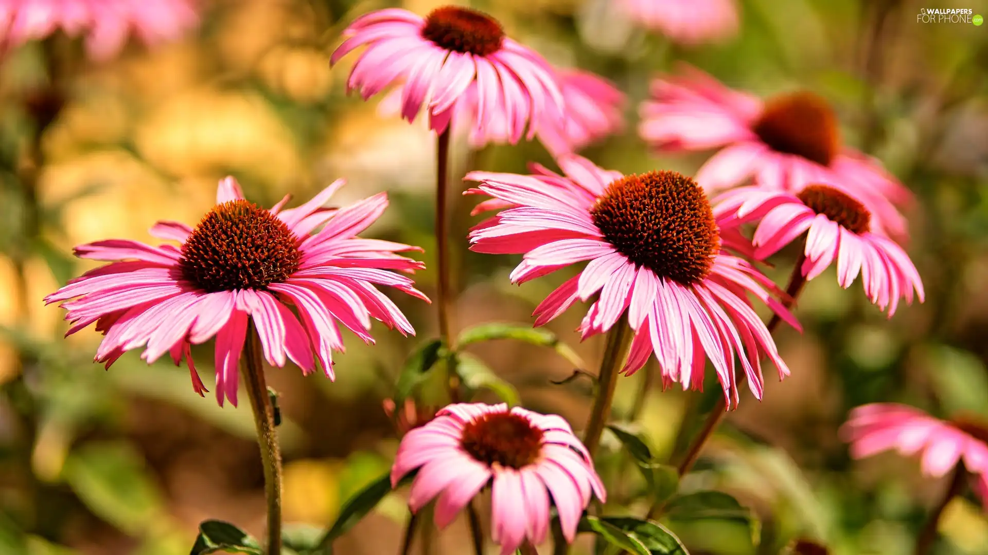 Flowers, echinacea, blur, Pink