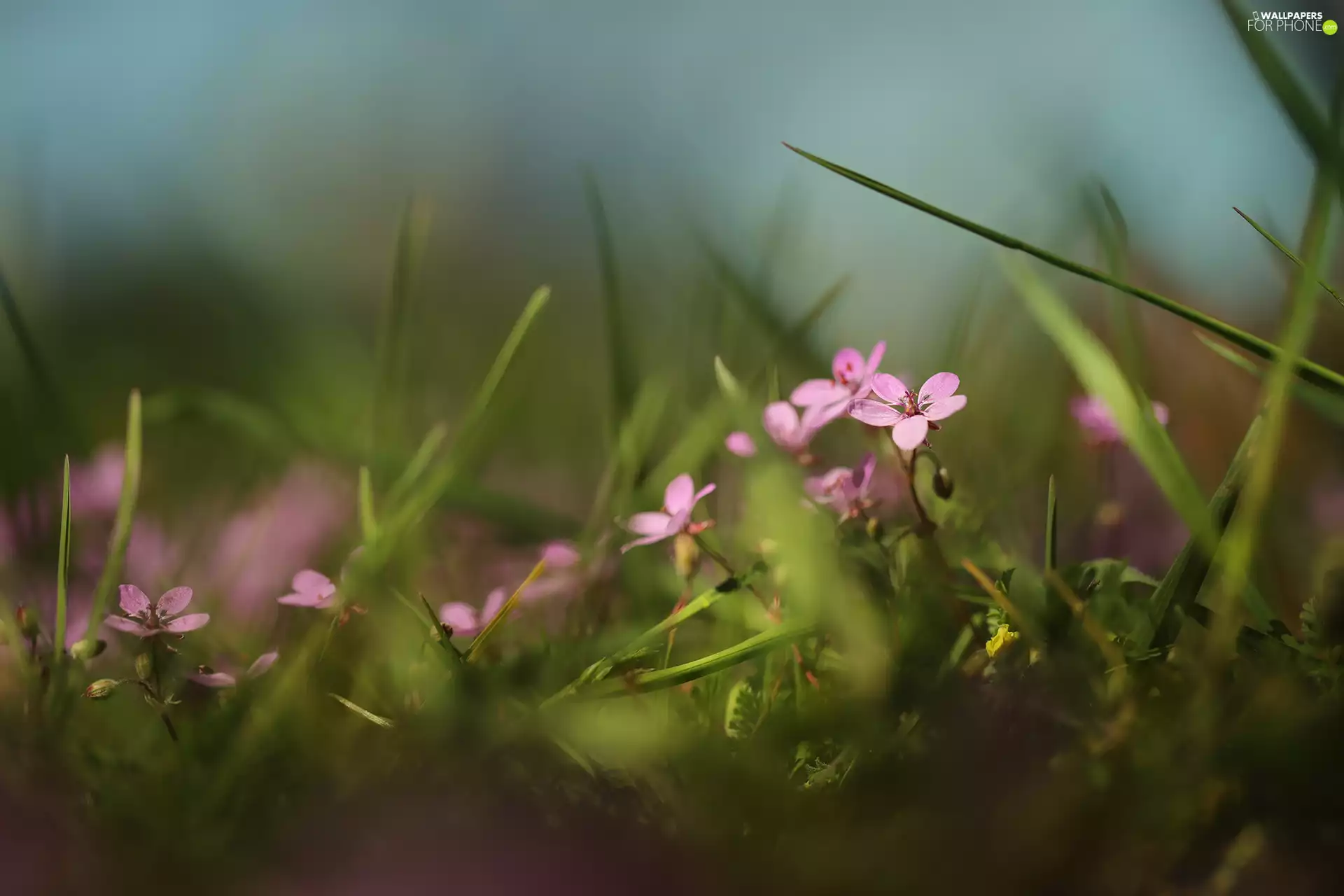 Flowers, Erodium cicutarium, Pink