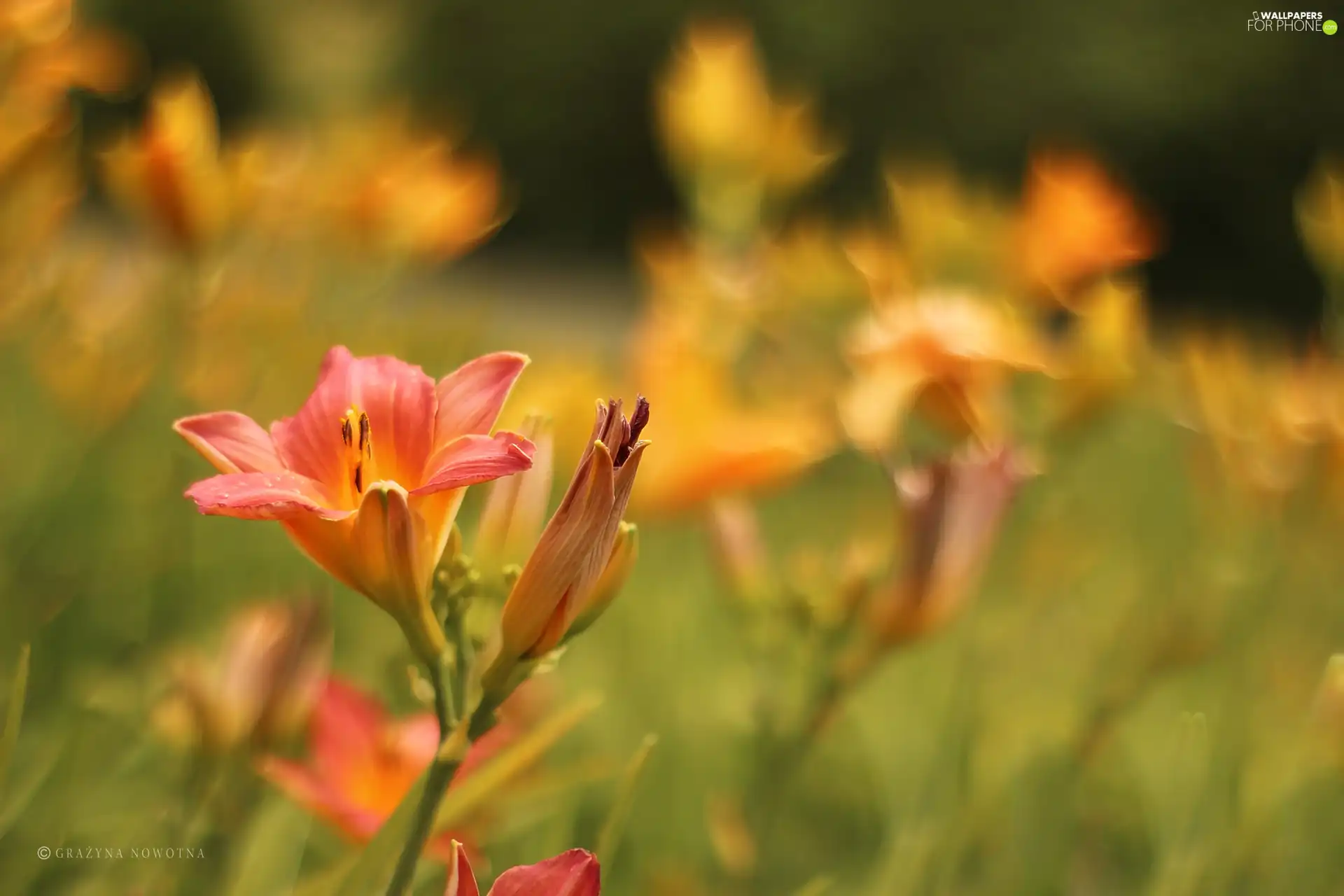 Colourfull Flowers, Lily, Pink