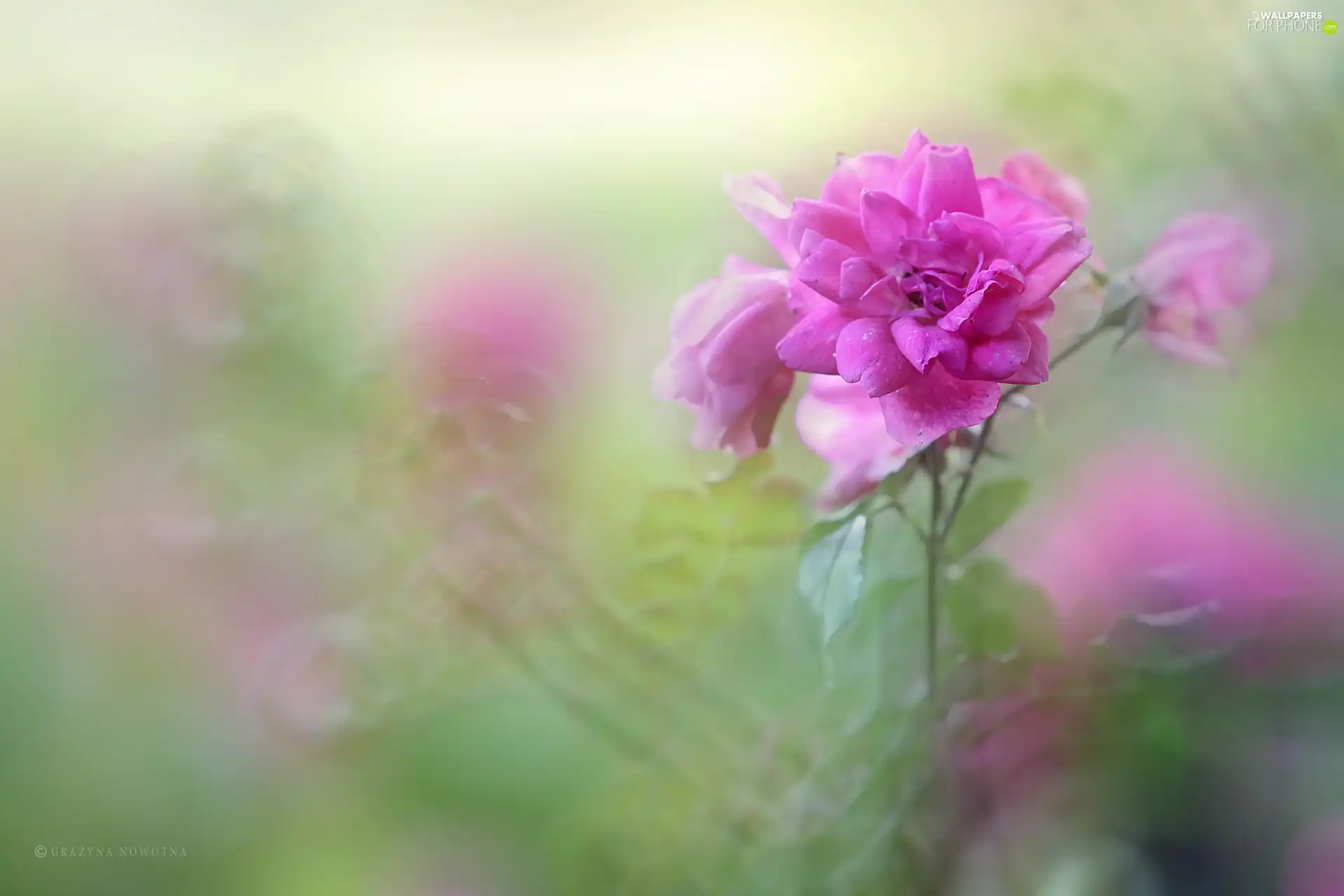 Colourfull Flowers, rose, Pink