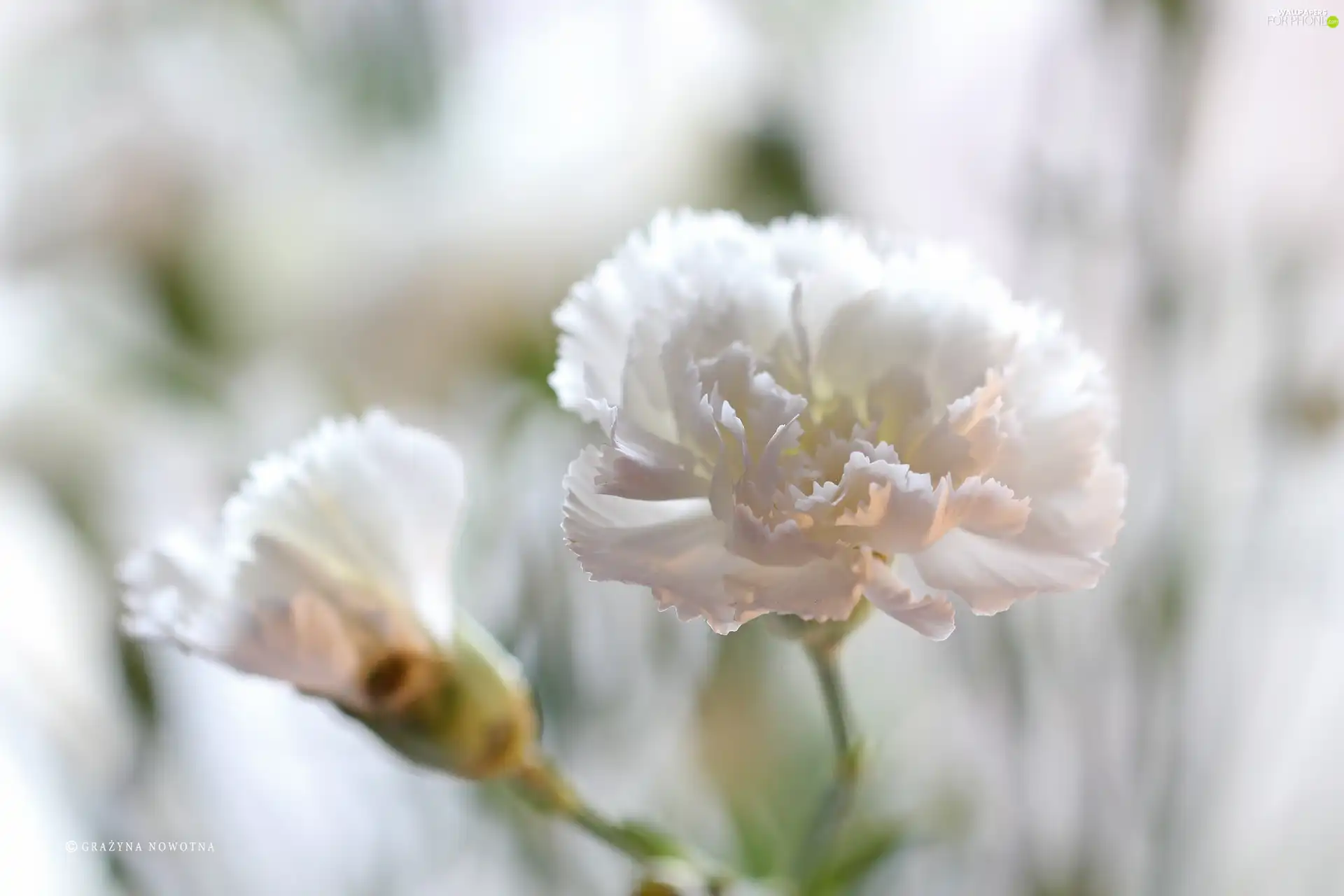 Colourfull Flowers, White, pink