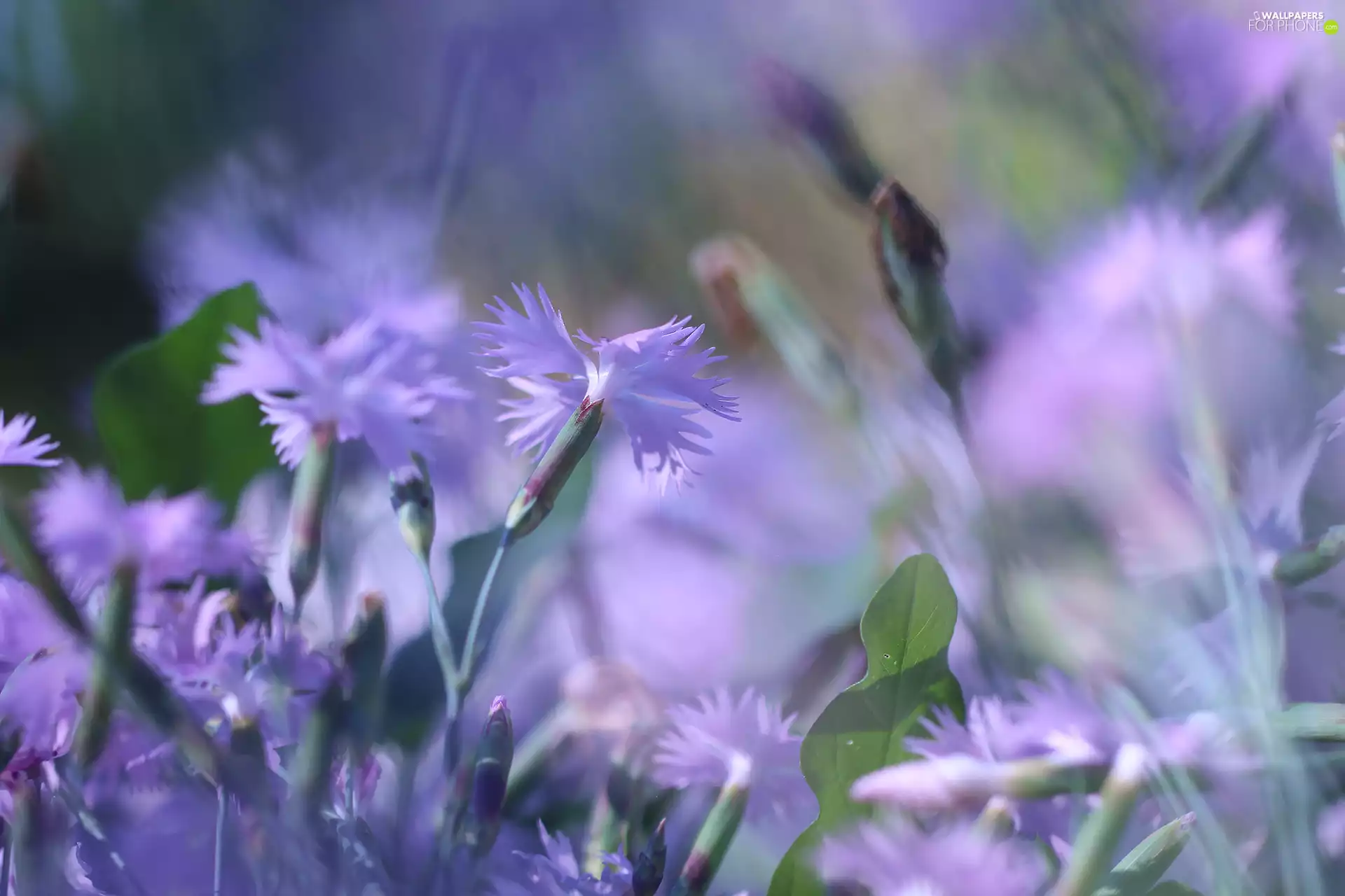 Flowers, purple, Cottage Pink