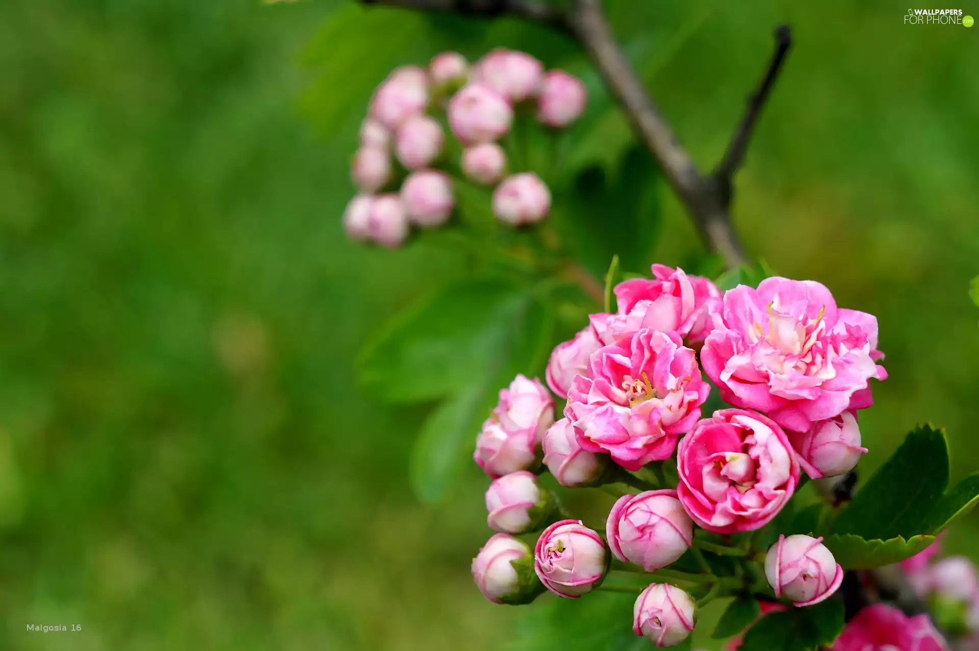 Flowers, twig, haw, Pink