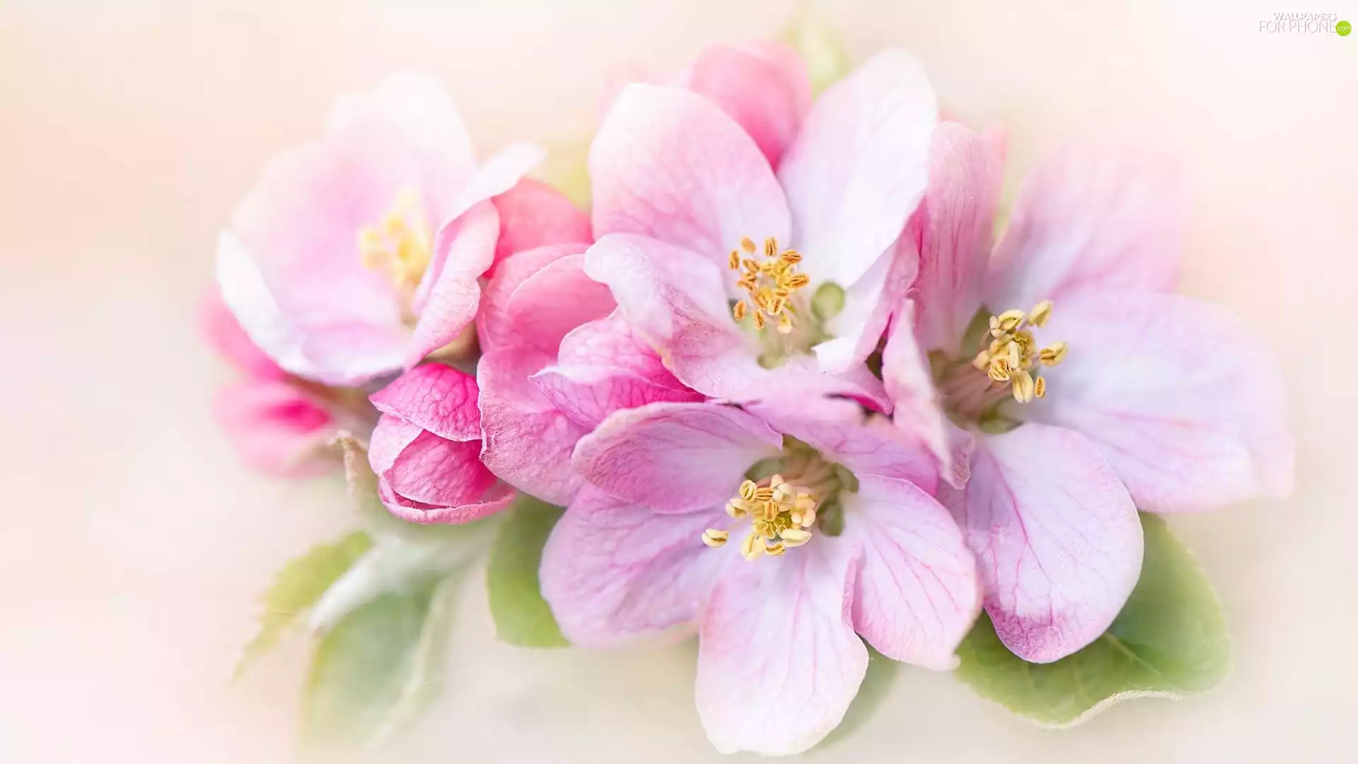 Flowers, twig, rapprochement, Pink