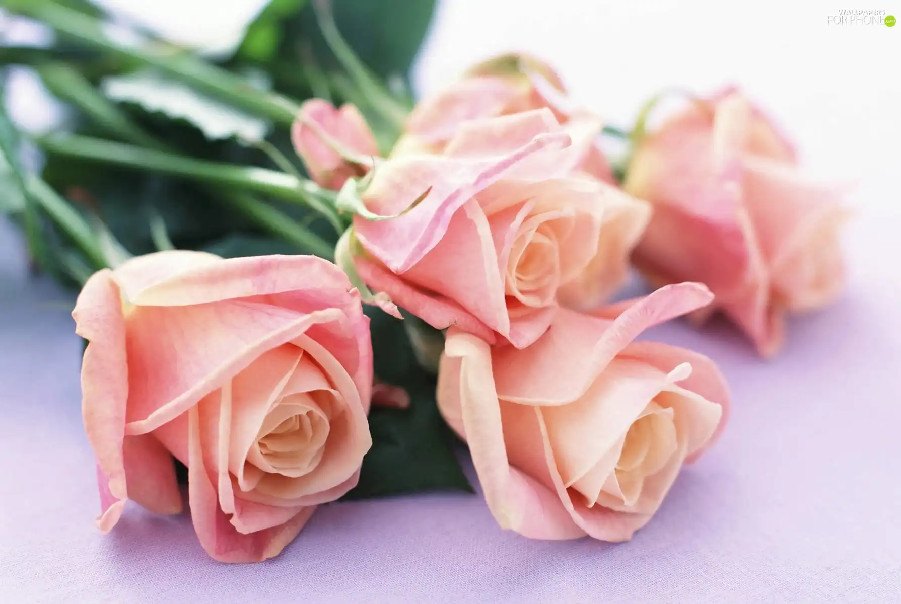 Pink, roses, Flowers