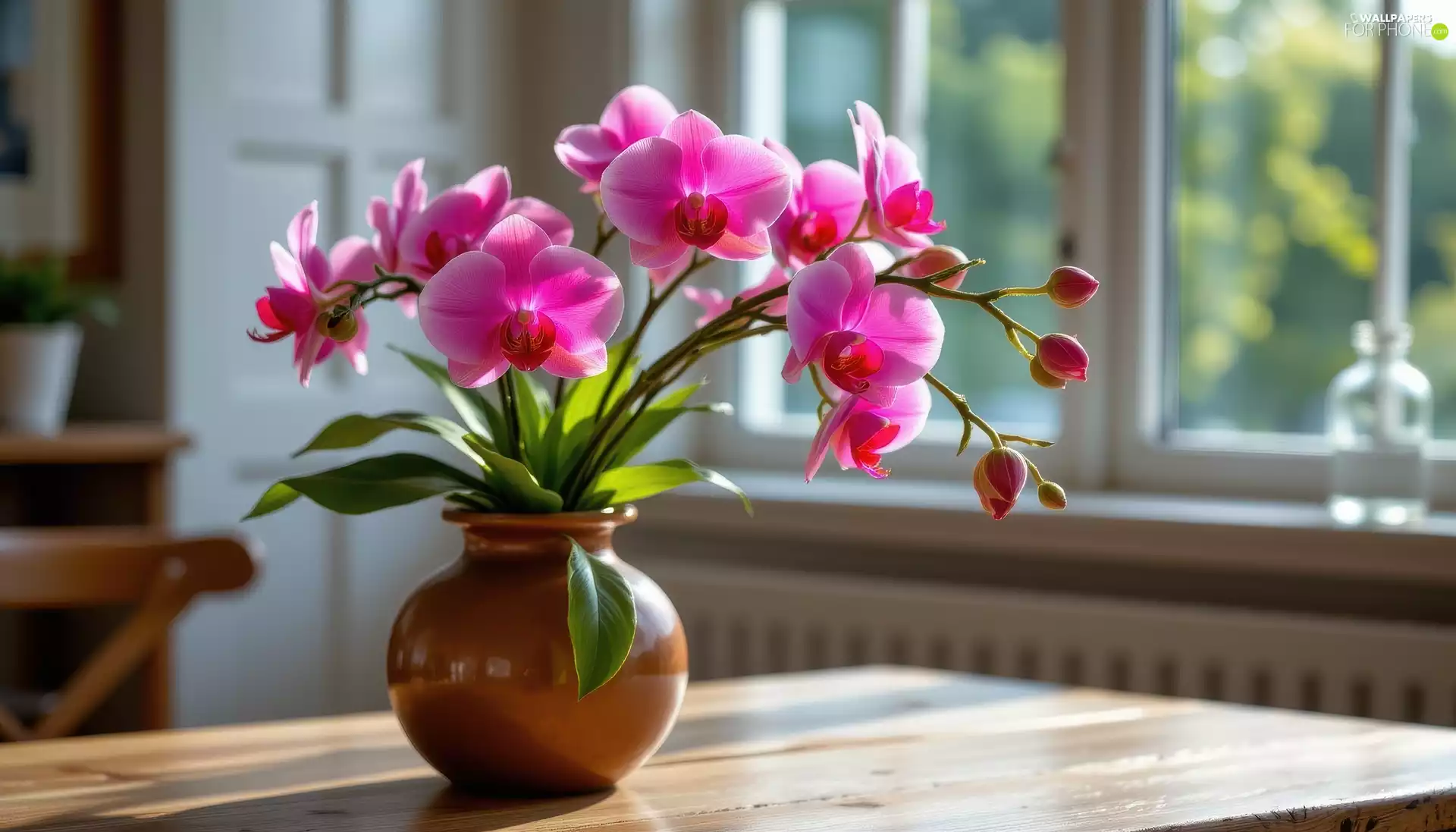 Flowers, orchids, Vase, Pink