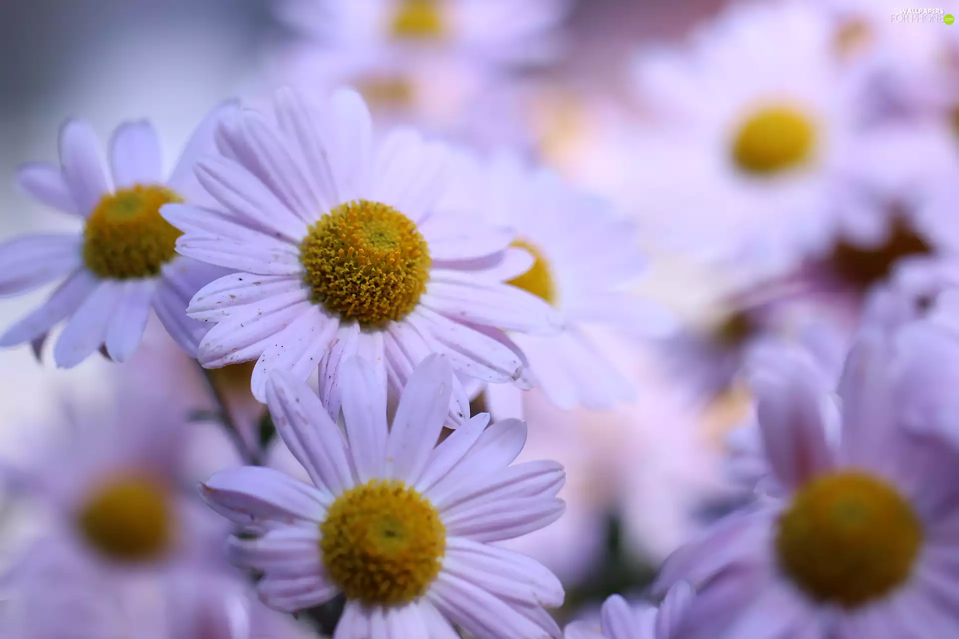 Flowers, Dendranthema Zawadskii, Pink