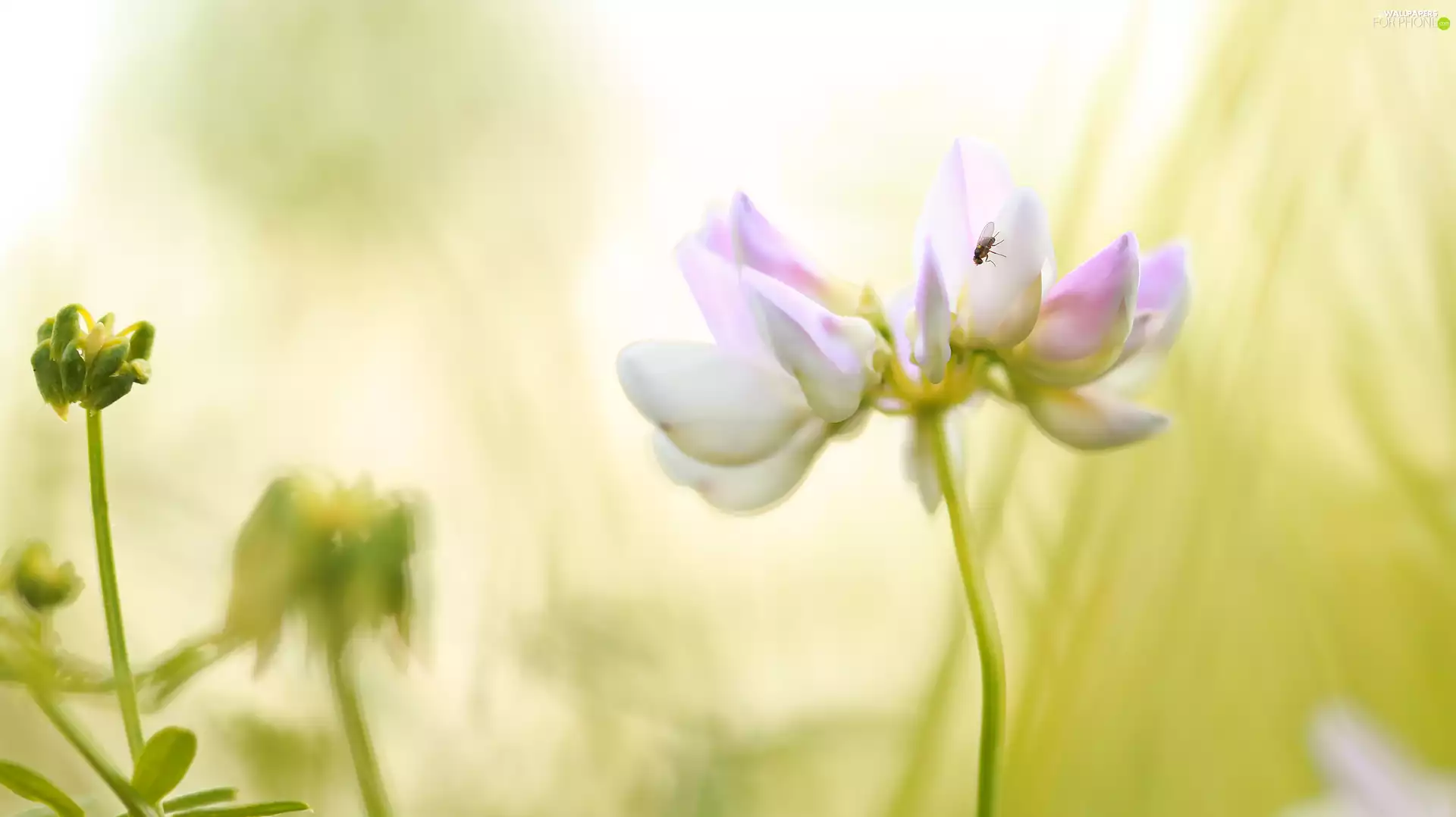 Crownvetch, Pink, fly, Colourfull Flowers