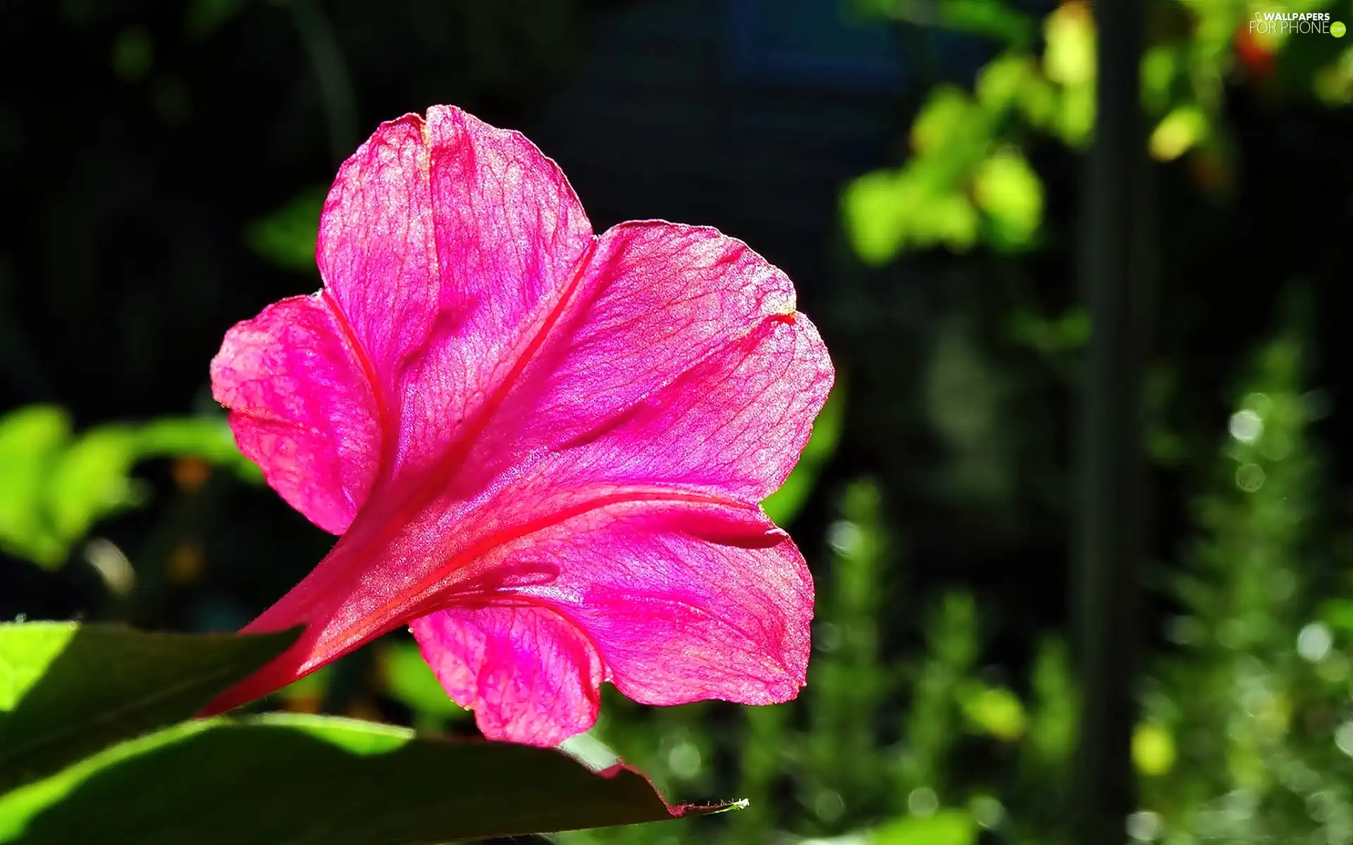 Mirabilis, Jalapa, Pink, Mirabilis