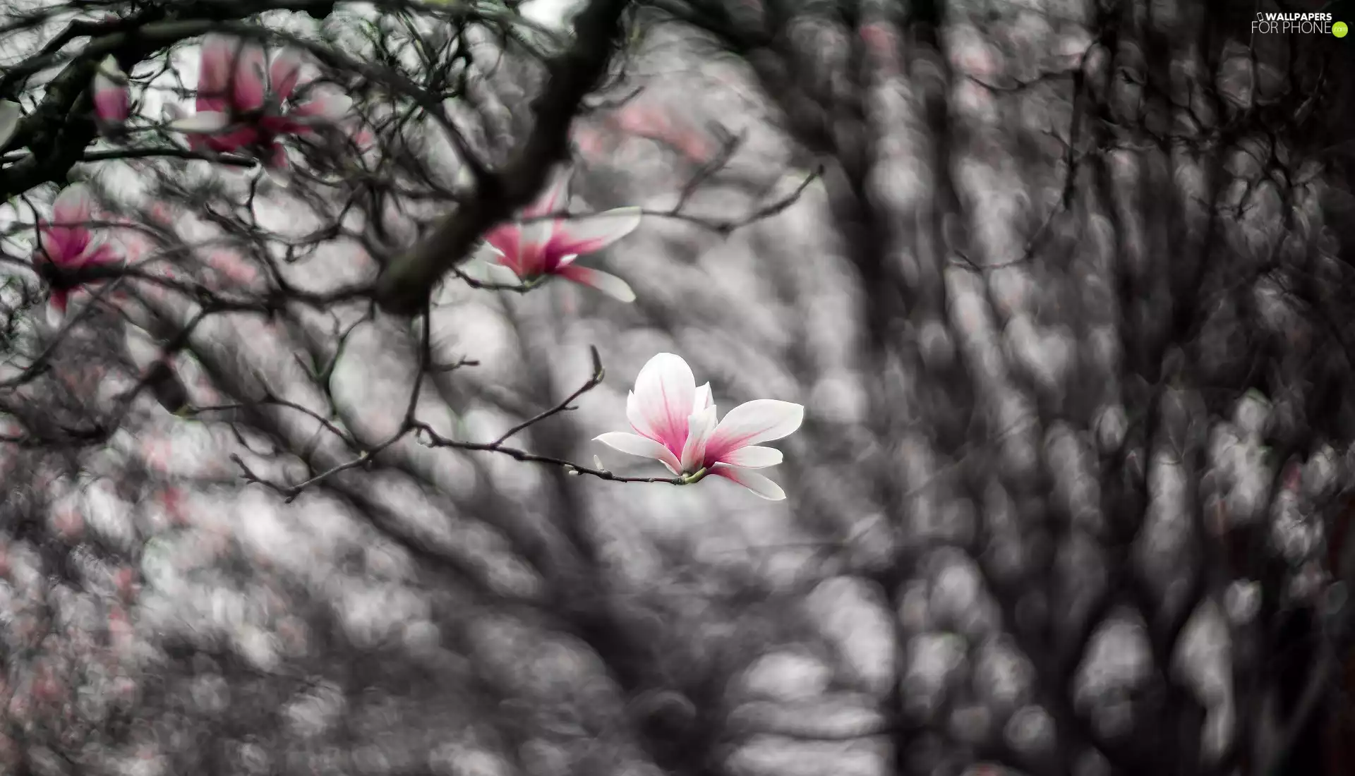 Magnolia, blur, pale pink, Flowers, branch pics