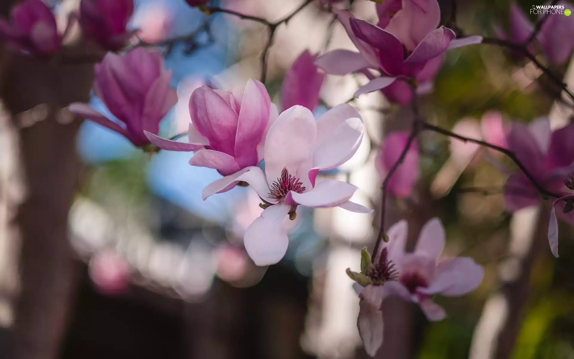 Flowers, Magnolia, pale pink, developed, branch pics