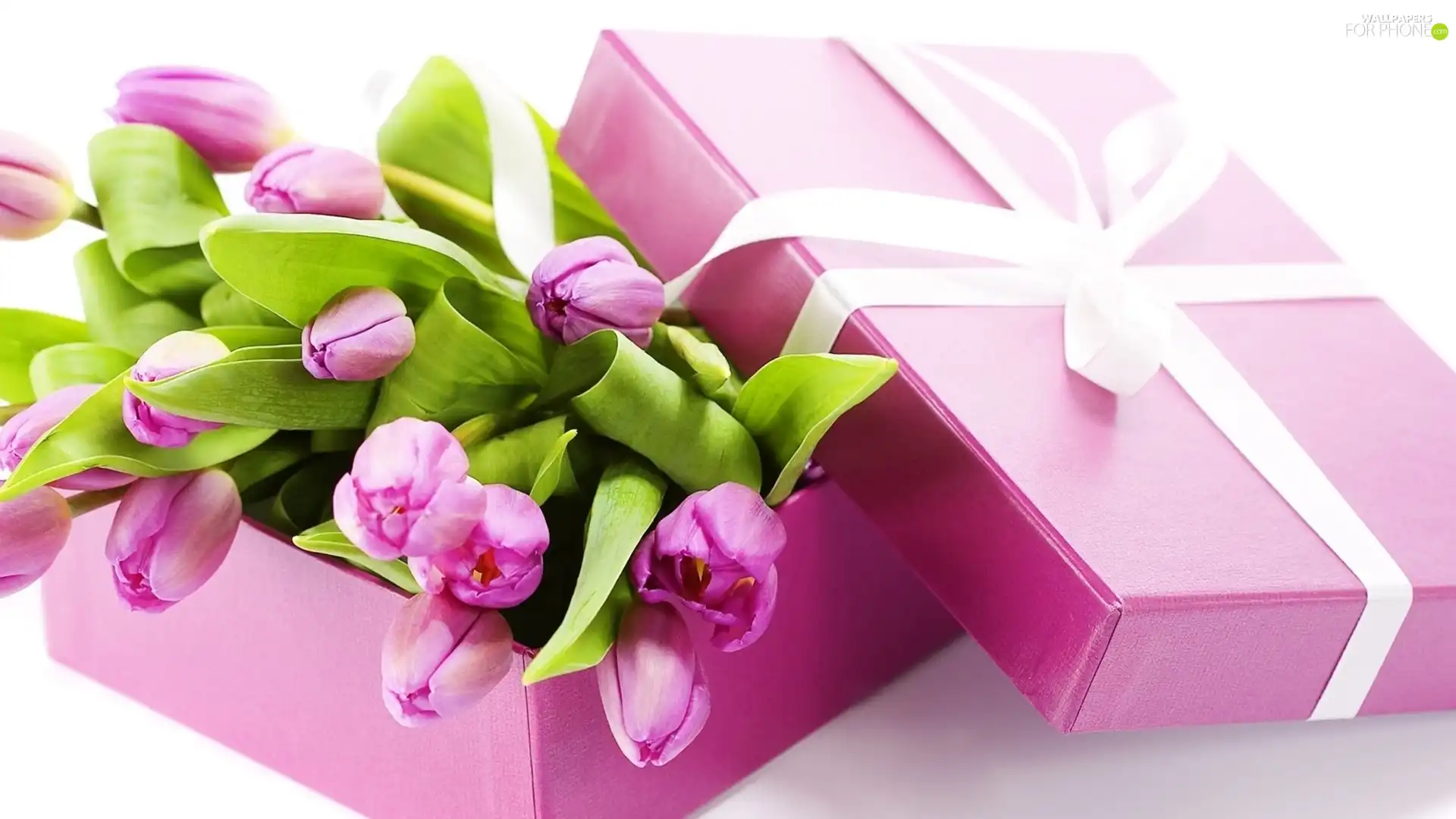 White, Pink, Pink, Tulips, ribbon, Box