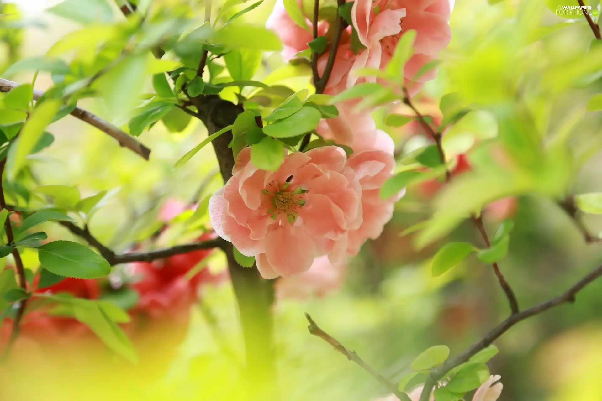 Twigs, Flowers, leaves, Pink