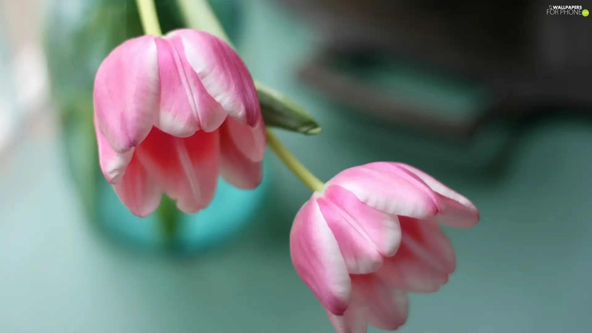 Tulips, Two cars, Pink