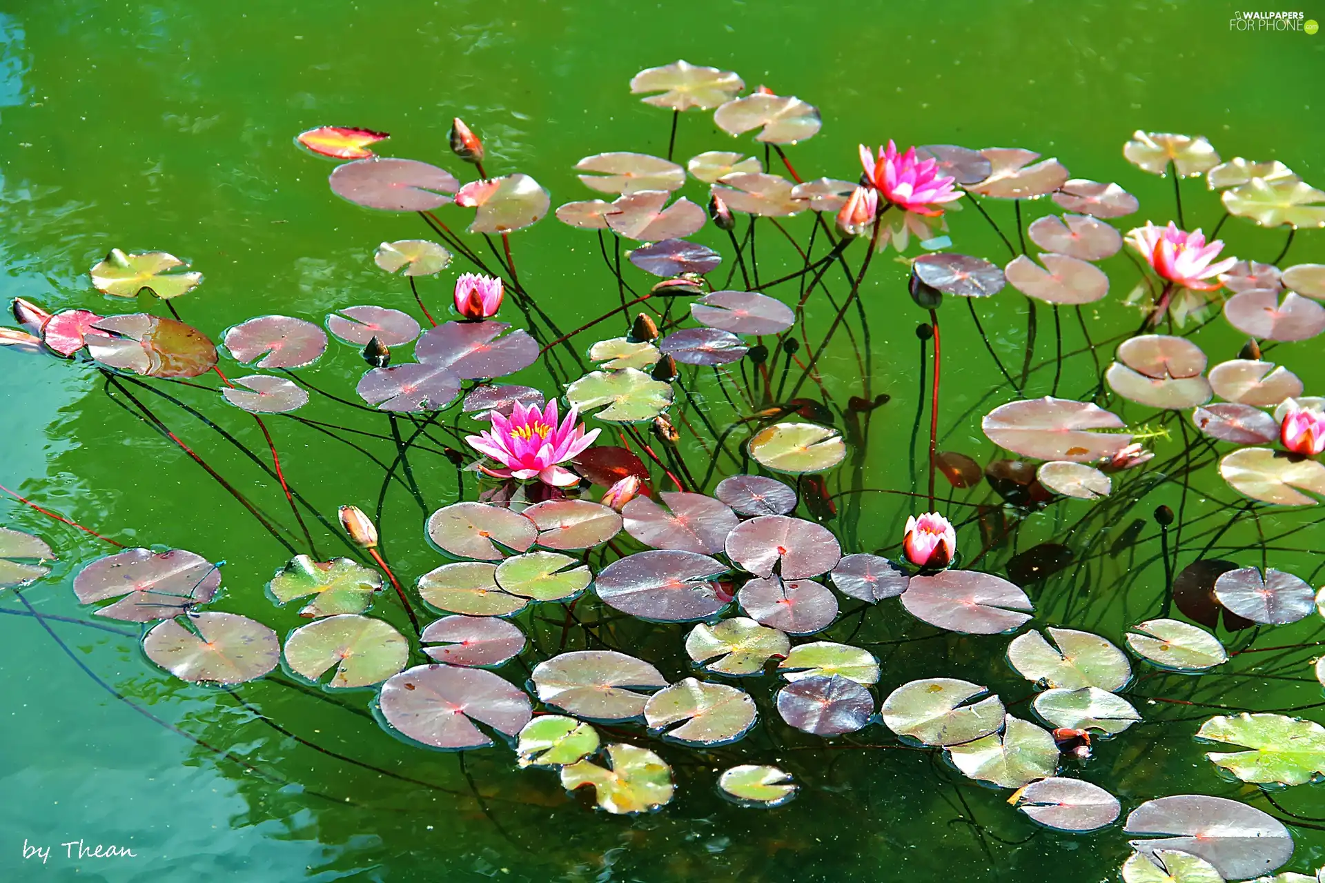 Pink, lilies, water