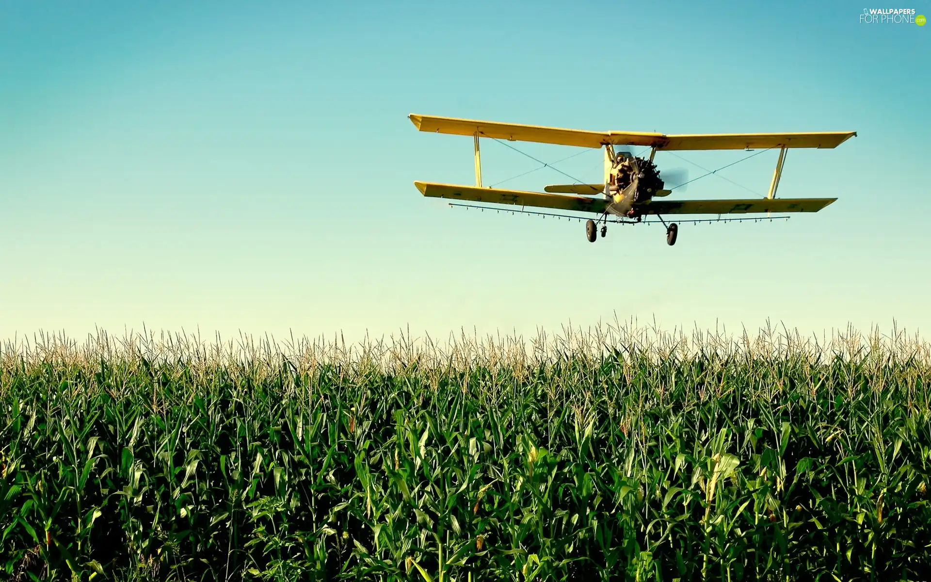 plane, corn, Field