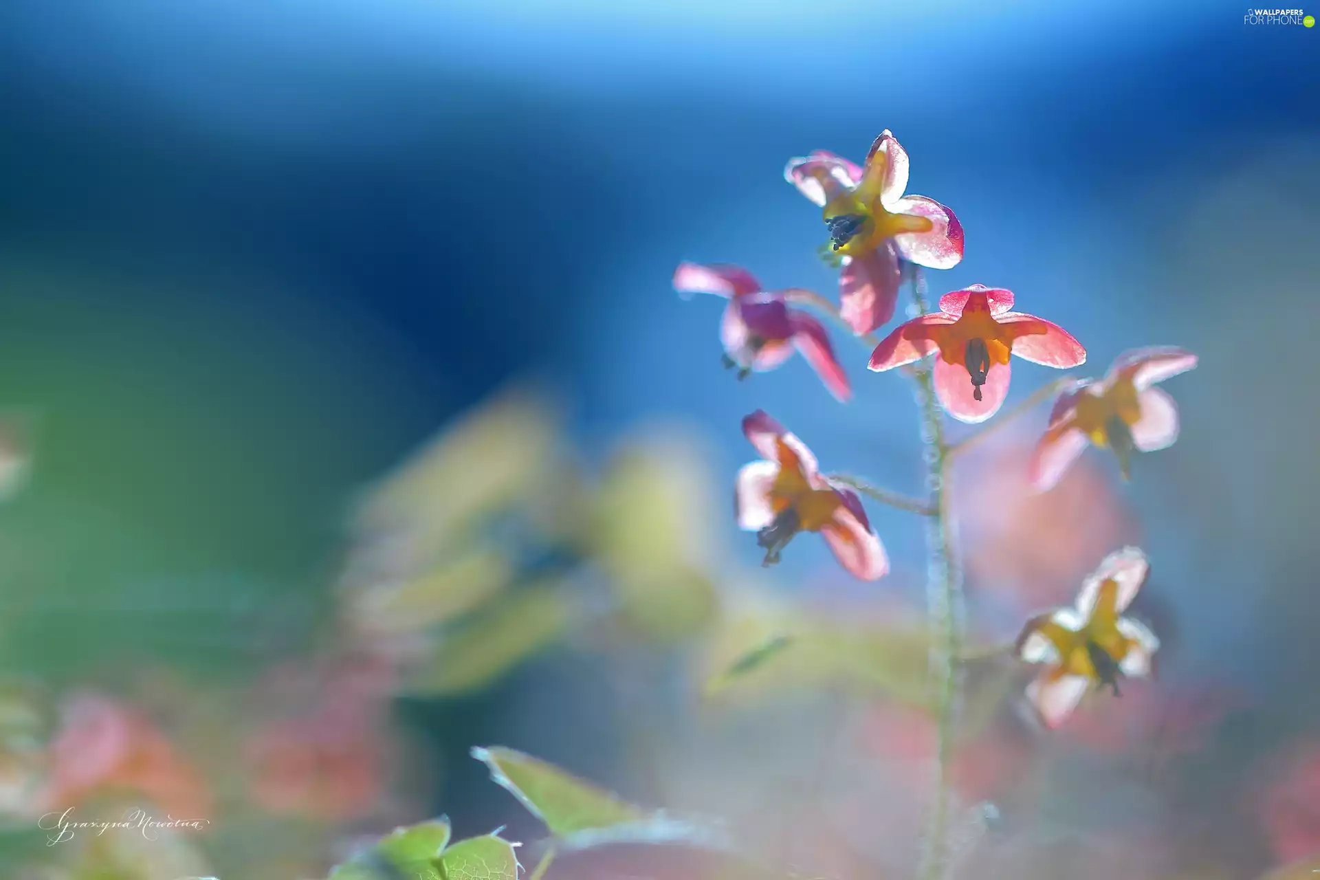plant, Pink, Flowers