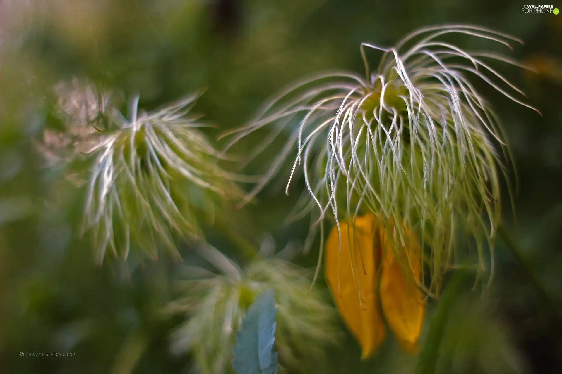 hairy, plant